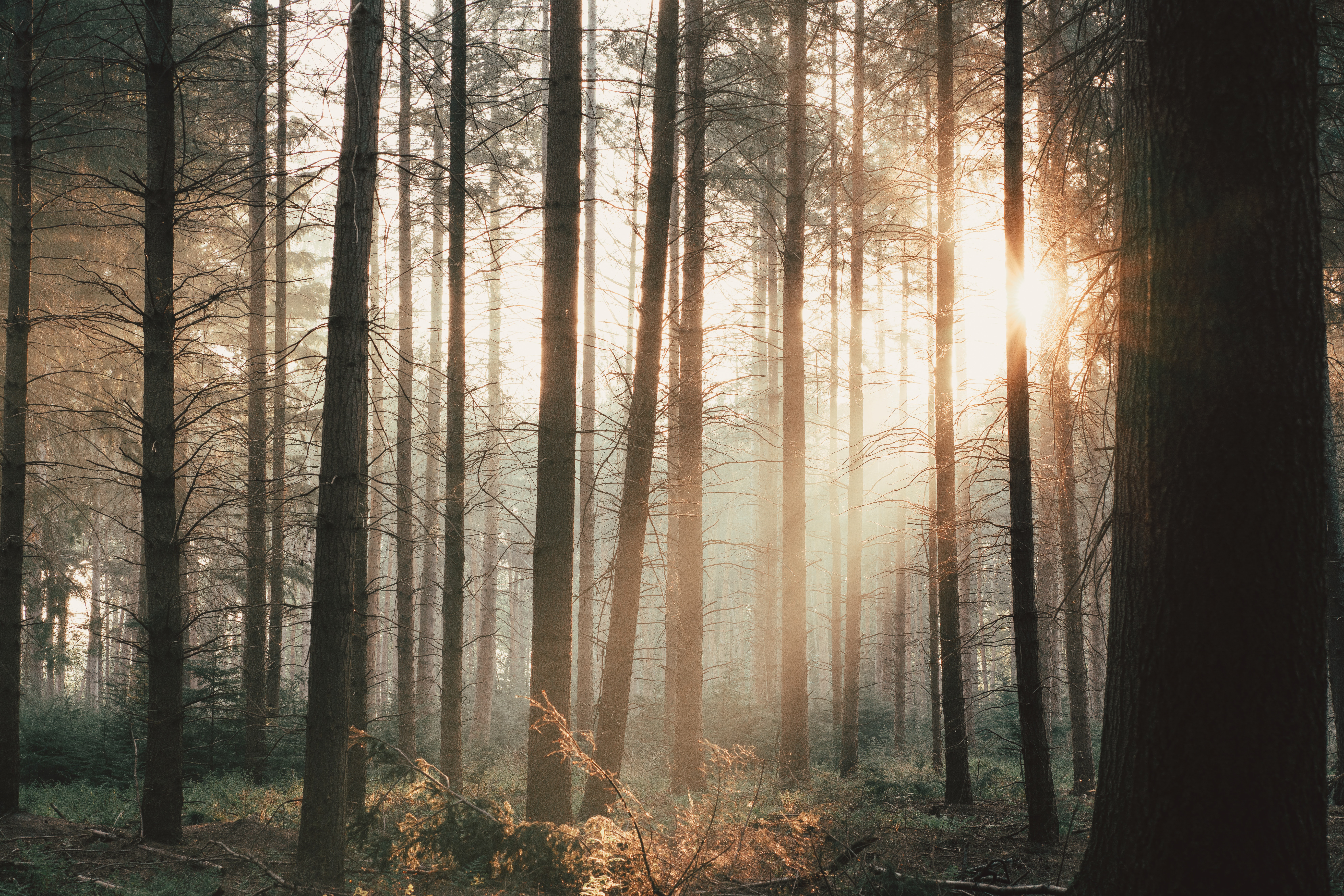 Download mobile wallpaper Beams, Bush, Forest, Rays, Trees, Nature for free.