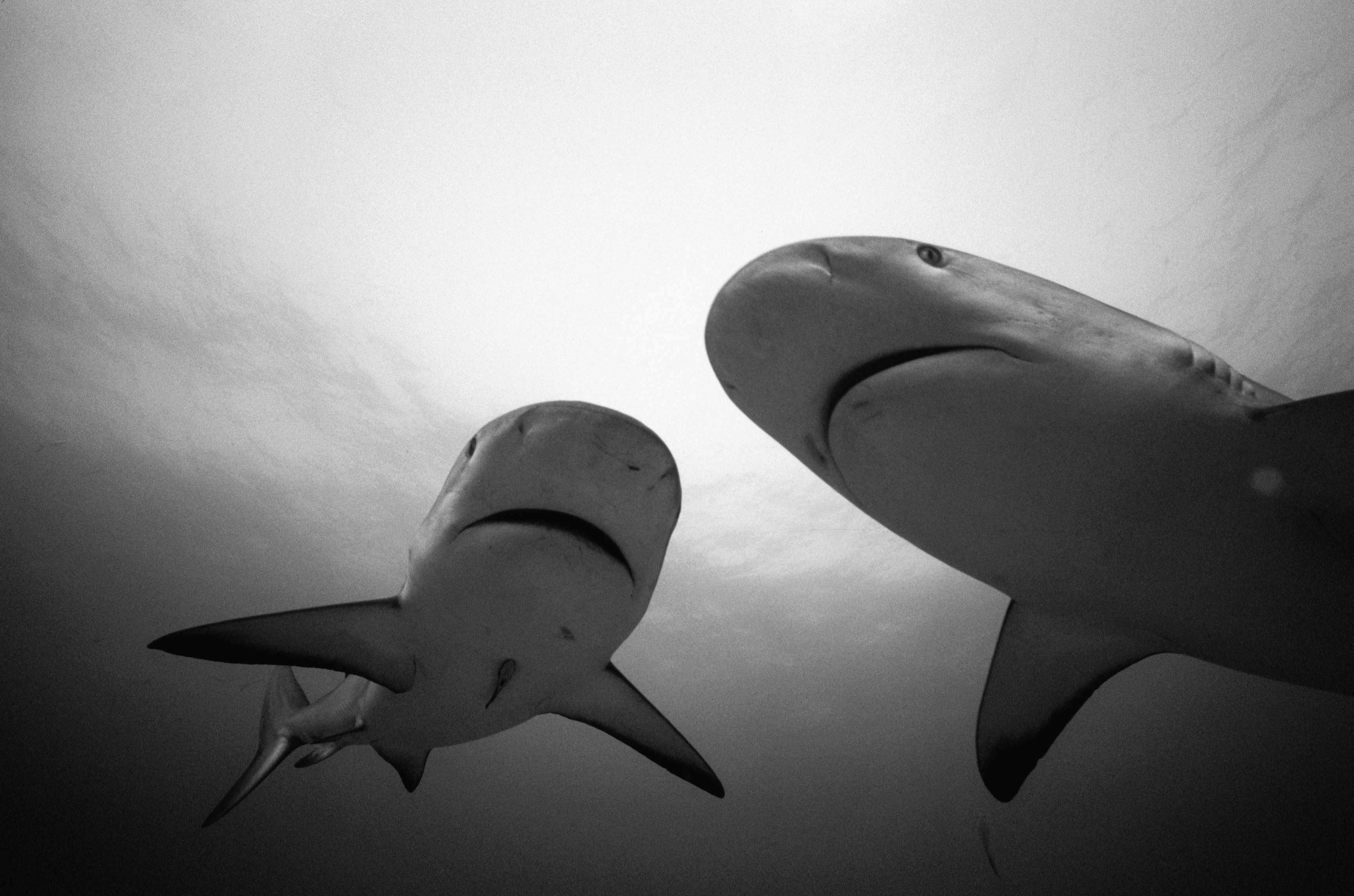 sharks, animals, pair, water, couple, bw, chb