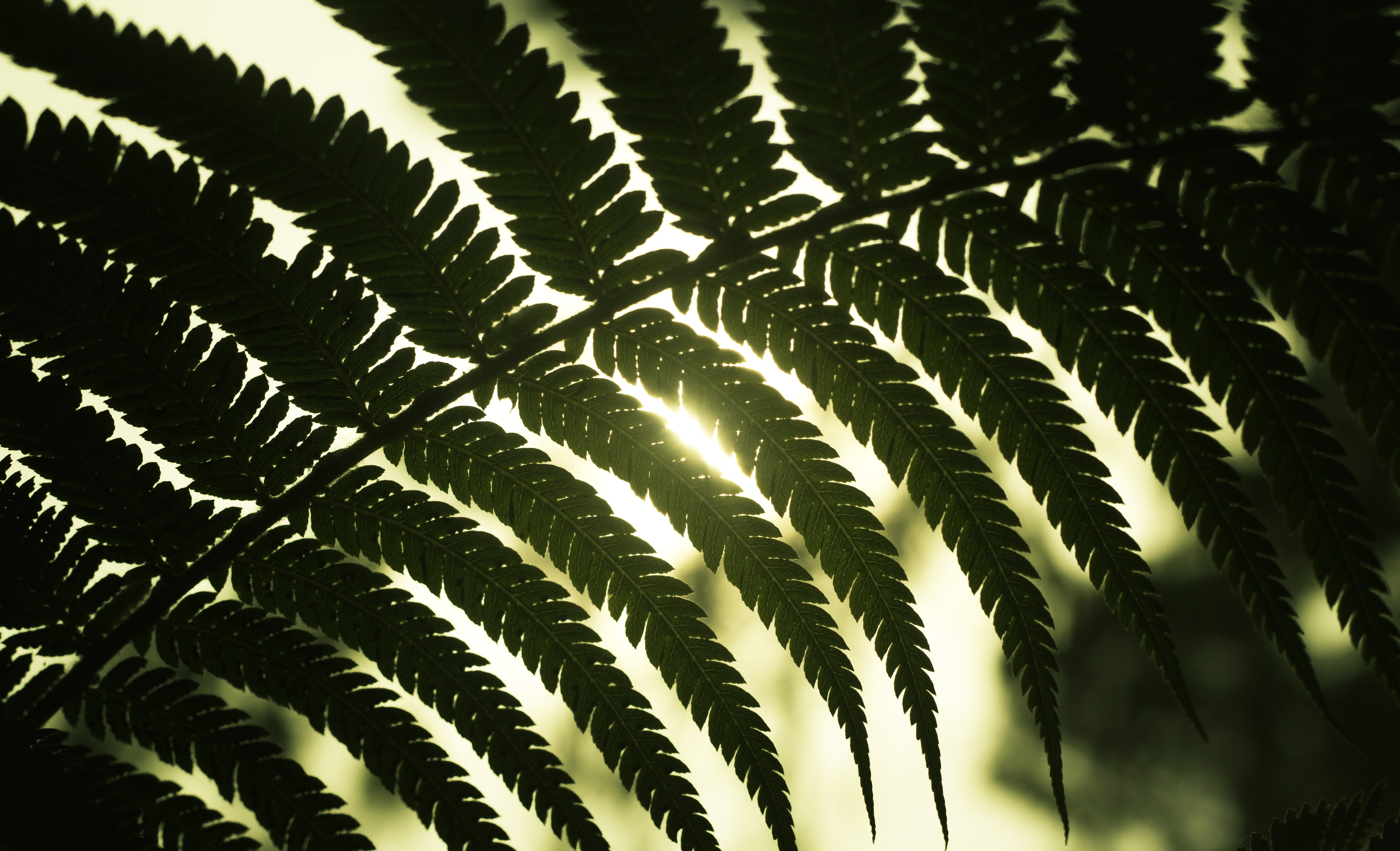 leaf, nature, shine, light, sheet, shadow Image for desktop