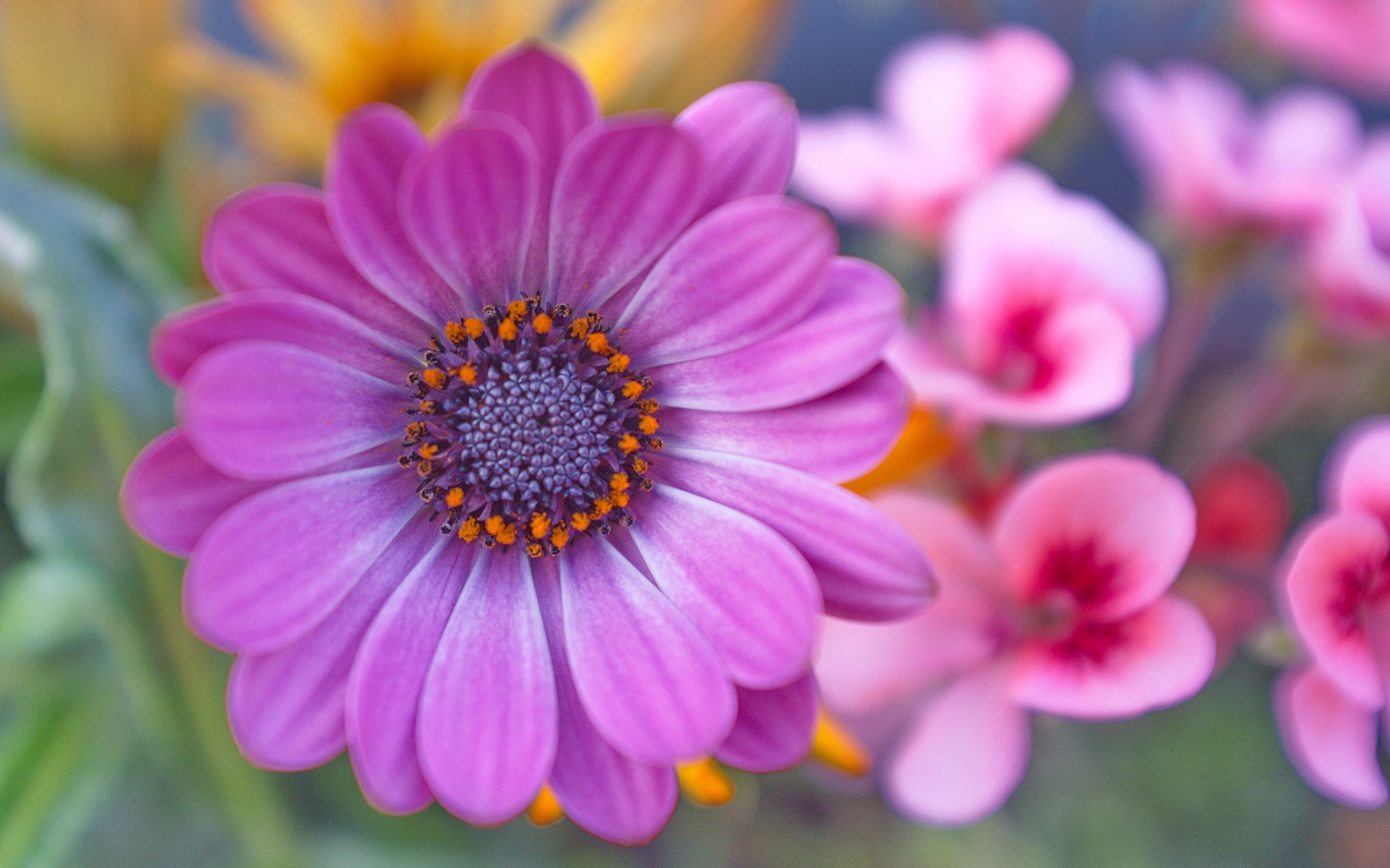 Téléchargez des papiers peints mobile Fleurs, Fleur, Fermer, Marguerite, Fleur Mauve, Terre/nature gratuitement.