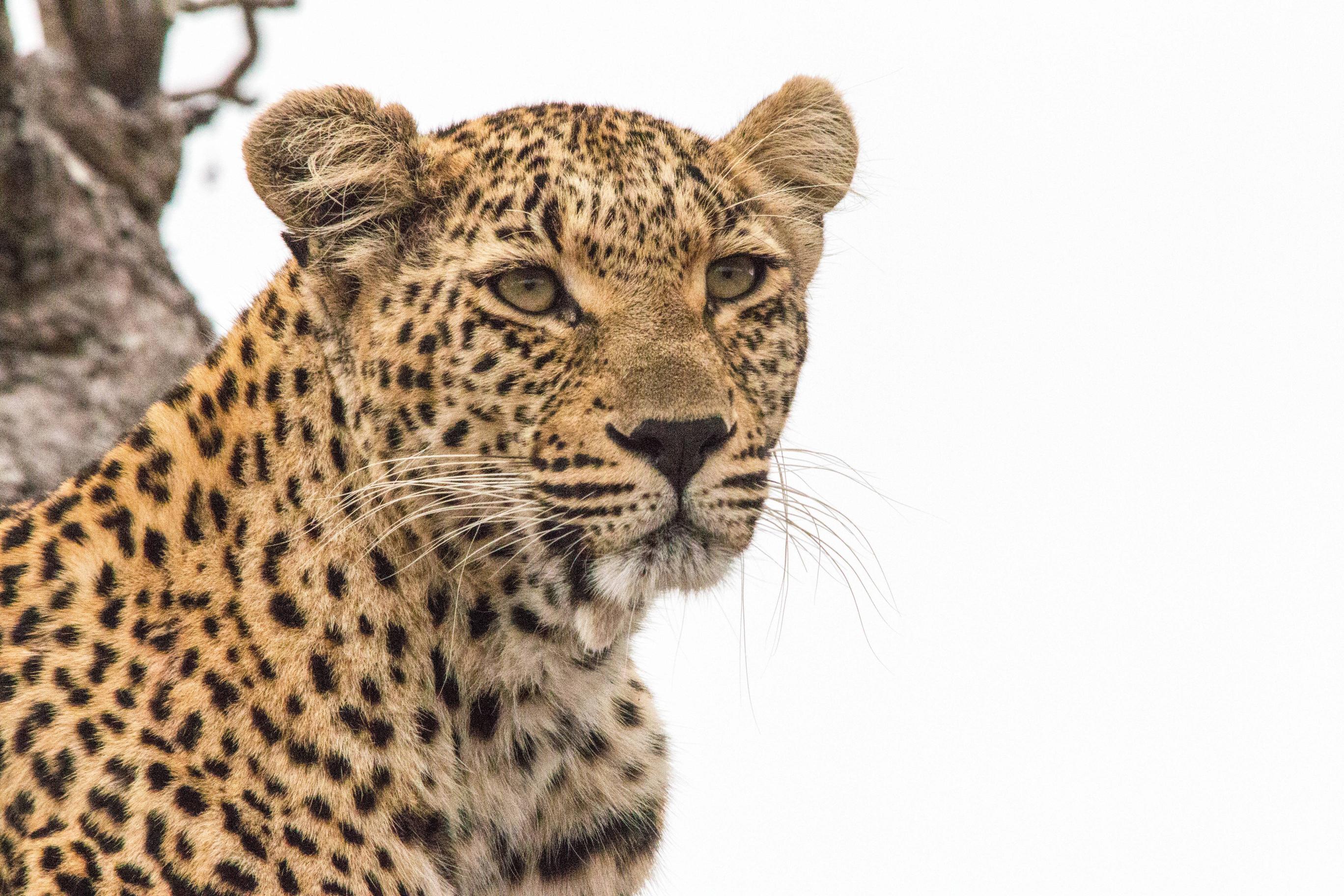 Baixar papel de parede para celular de Leopardo, Gatos, Animais gratuito.