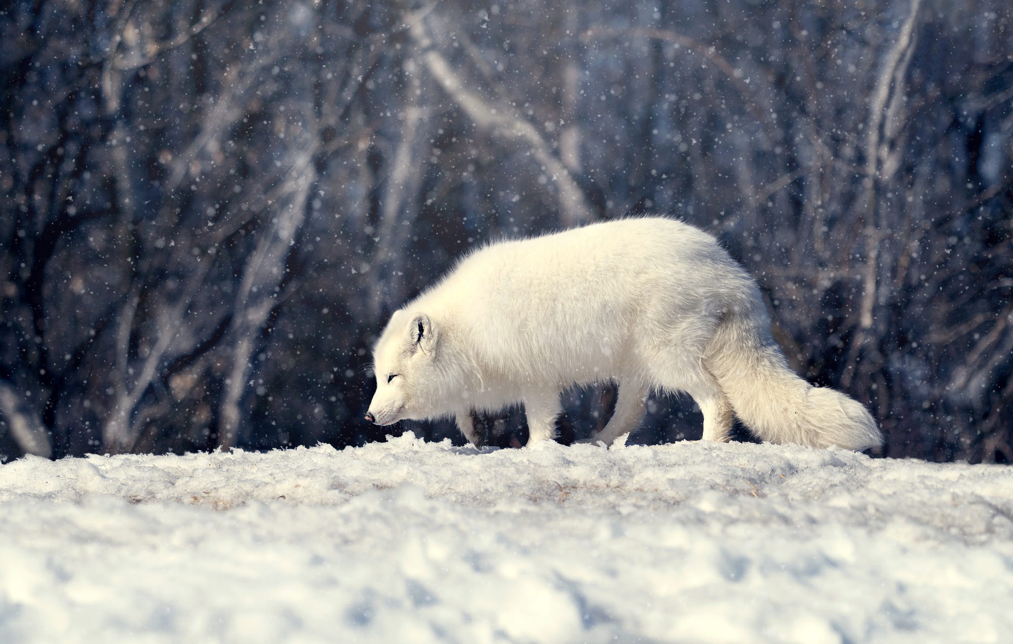 Download mobile wallpaper Dogs, Snow, Fox, Animal, Arctic Fox for free.