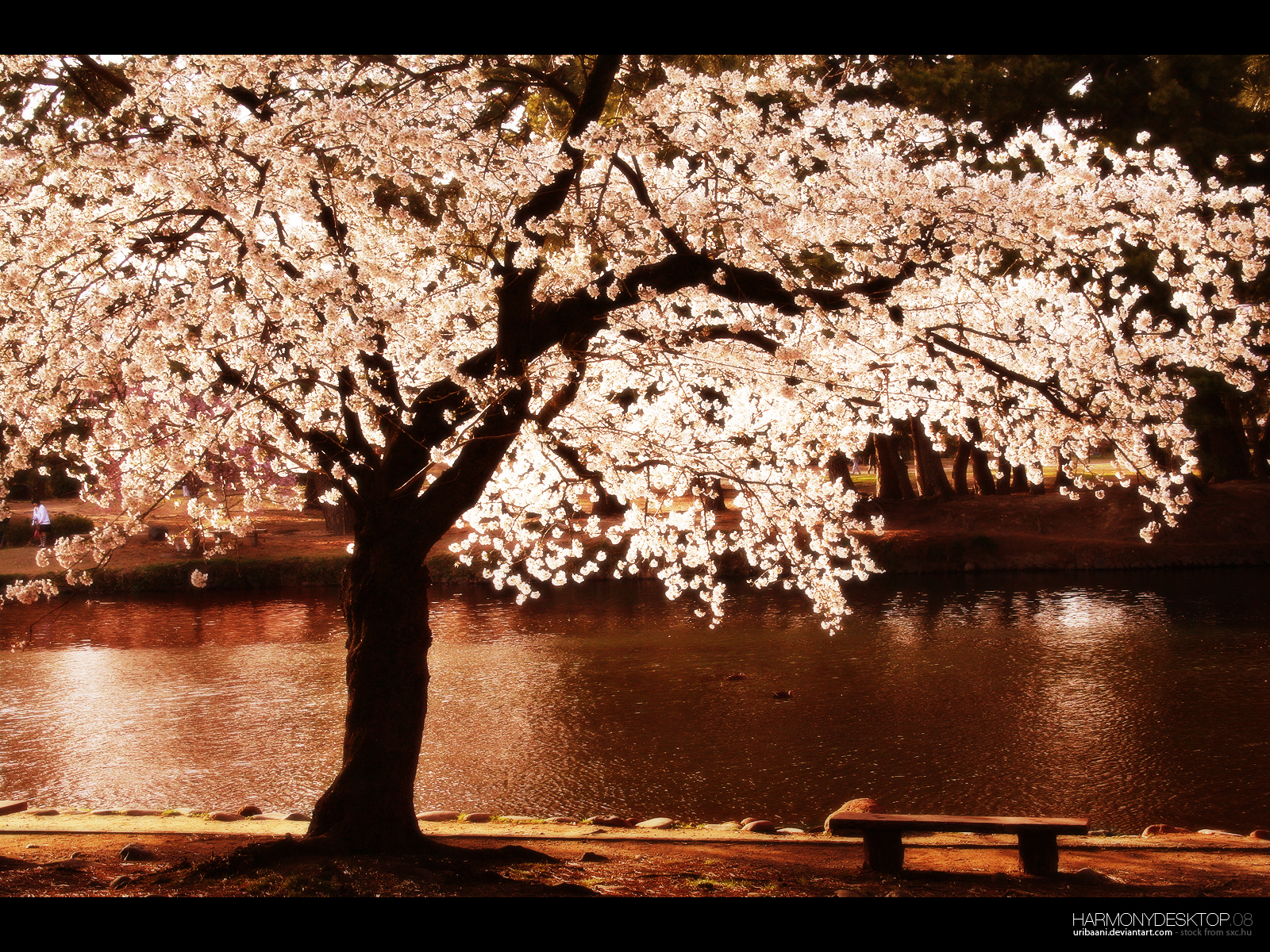 PCデスクトップに風景, 水, 川, 木, オレンジ画像を無料でダウンロード