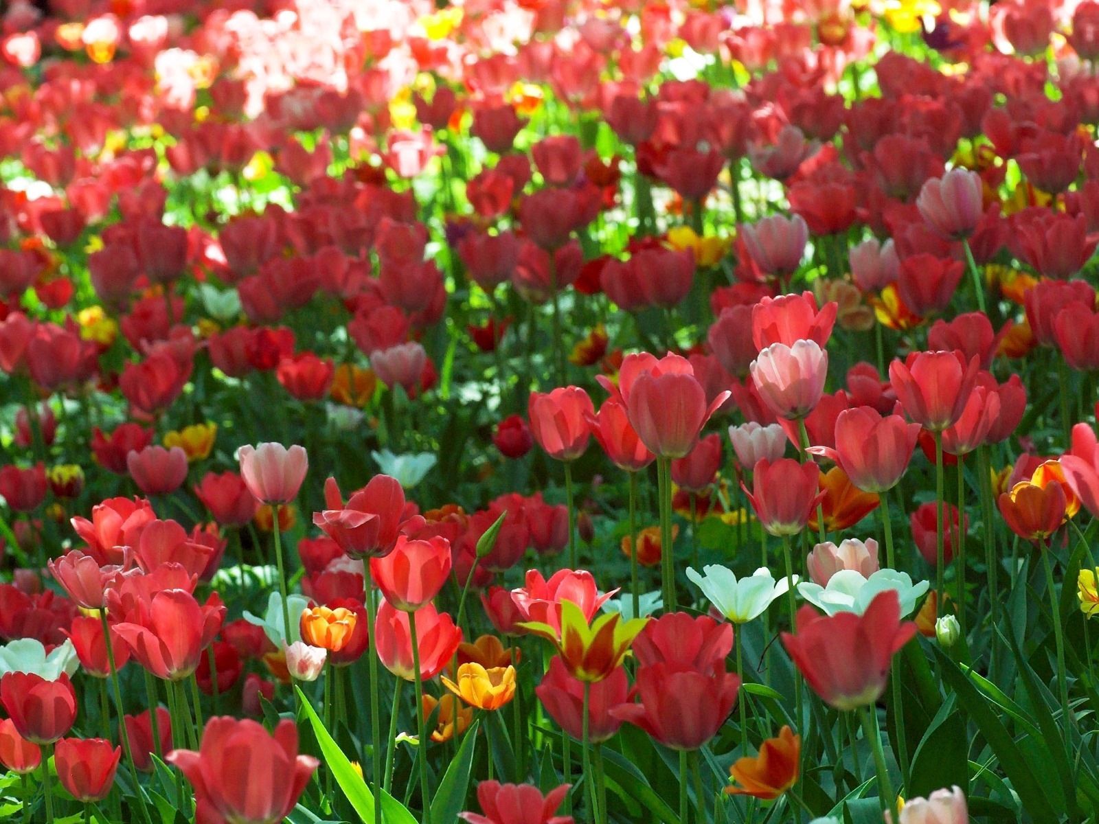 76497 baixar papel de parede flores, tulipas, verdes, verdura, canteiro de flores, dissolvido, solto, primavera - protetores de tela e imagens gratuitamente