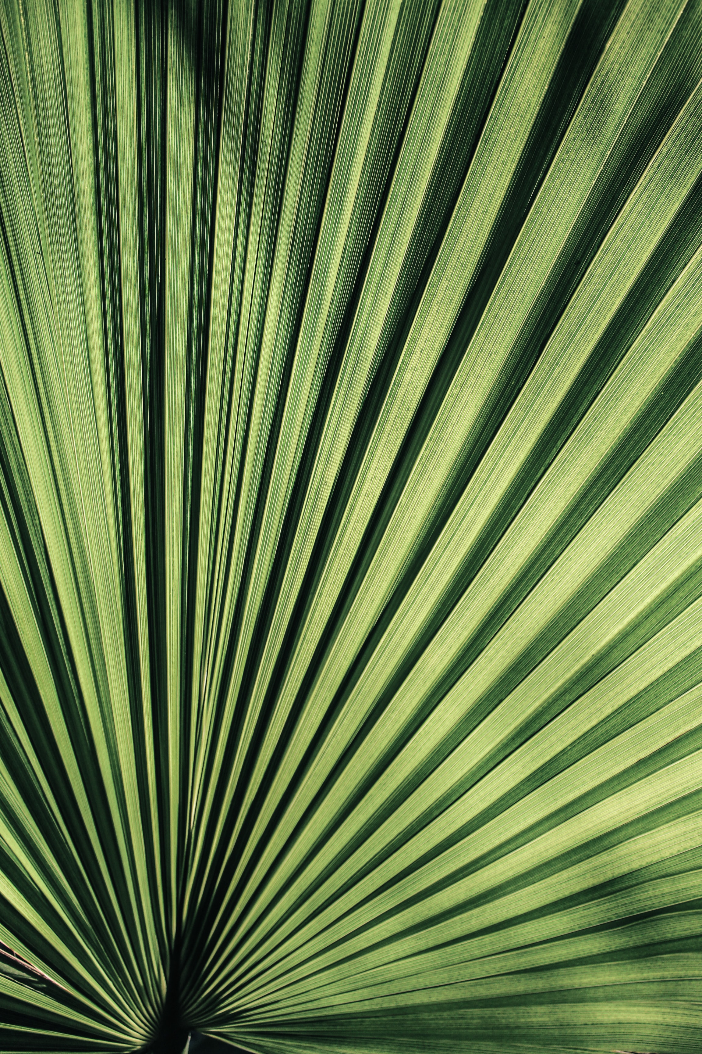 Handy-Wallpaper Pflanze, Makro, Palm, Blatt, Streifen, Palme kostenlos herunterladen.