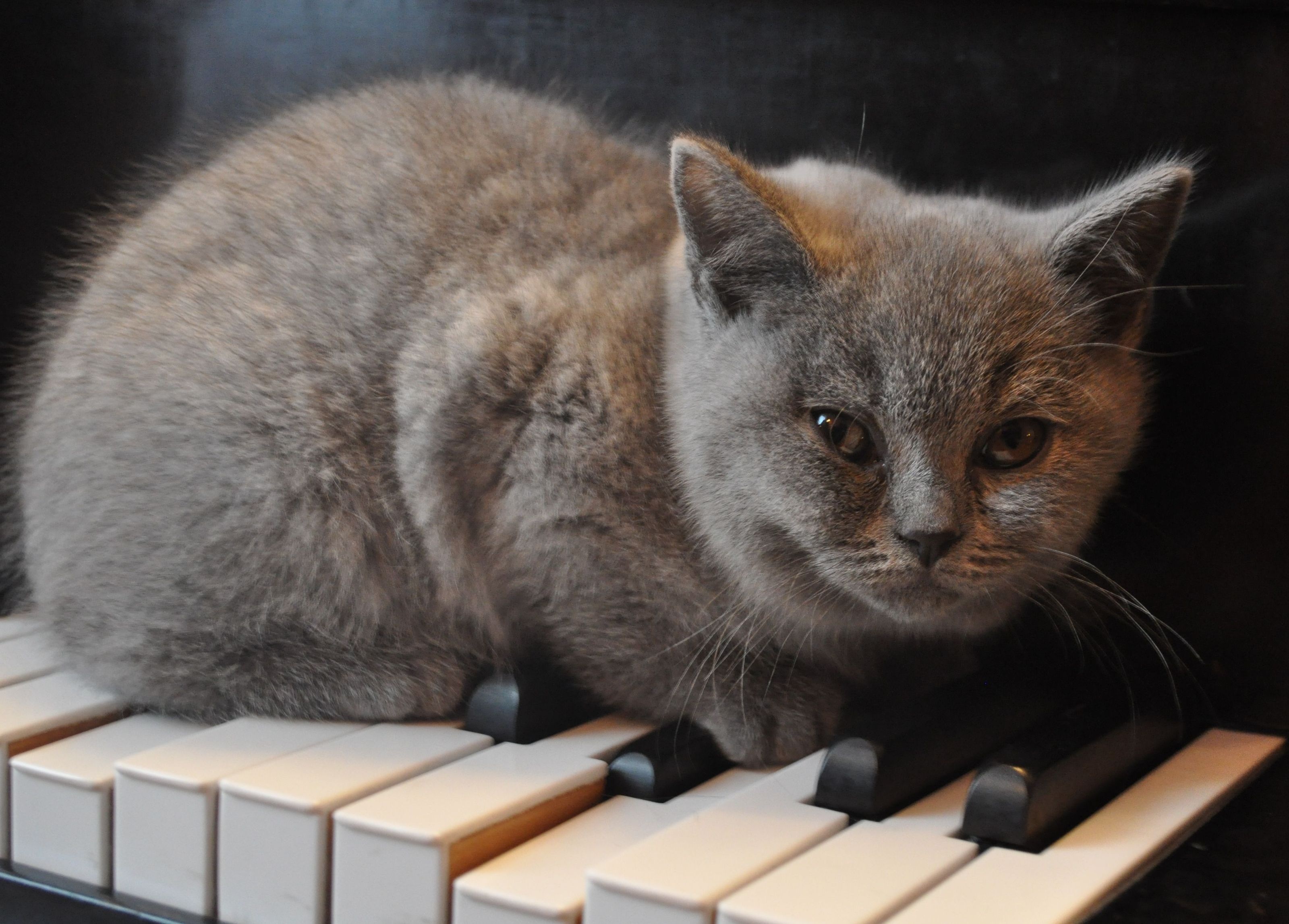 Free download wallpaper Cats, Piano, Cat, Animal on your PC desktop