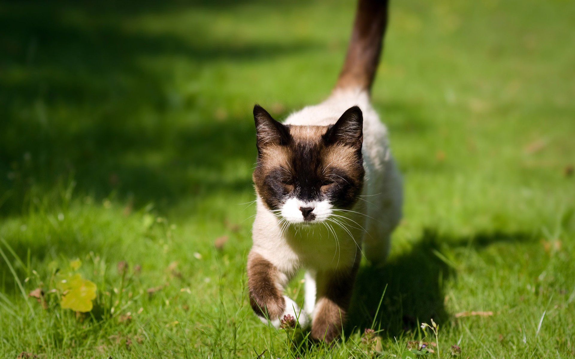 Free download wallpaper Cat, Animal on your PC desktop