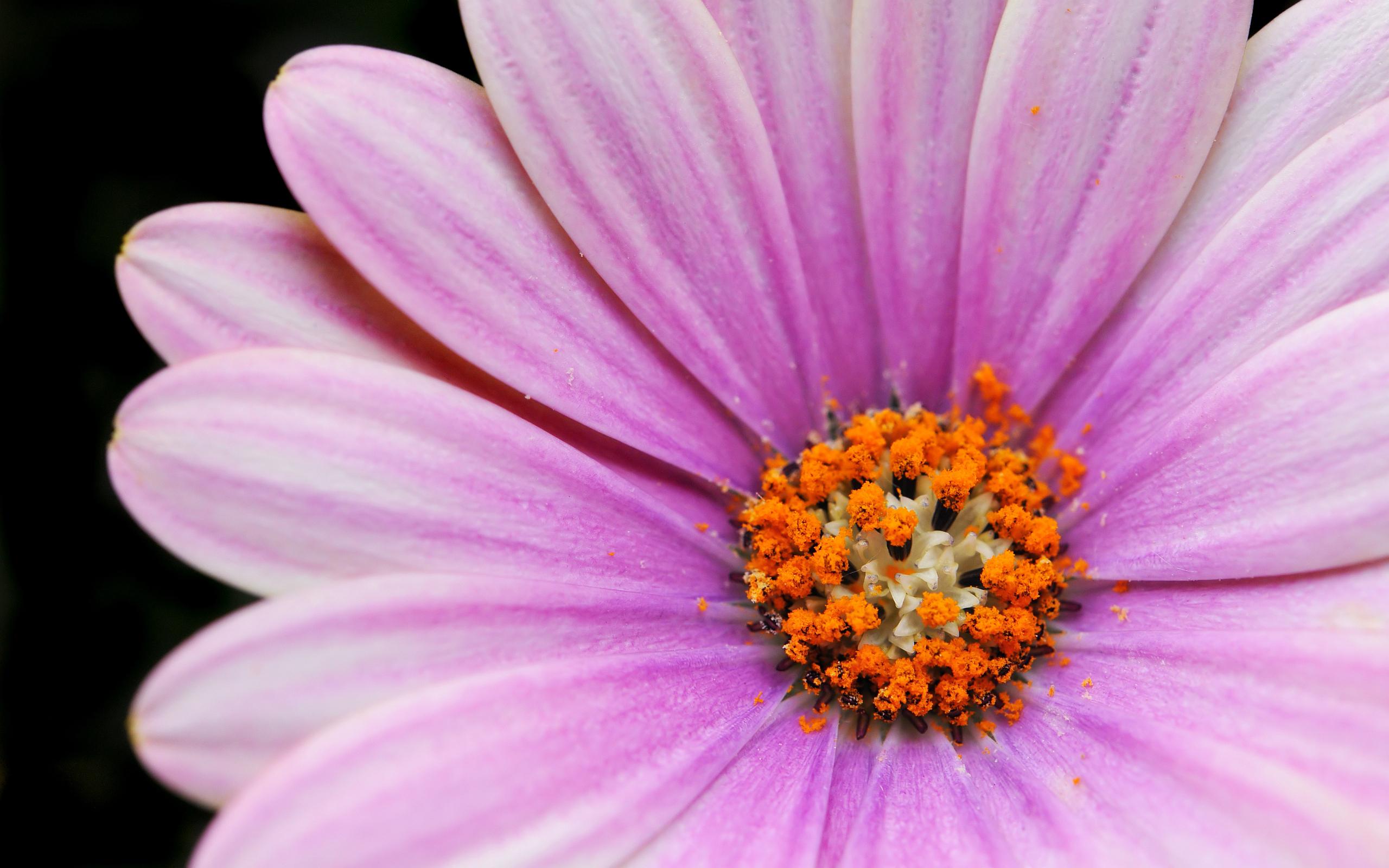 Download mobile wallpaper Nature, Flowers, Flower, Close Up, Earth, Daisy, Purple Flower for free.