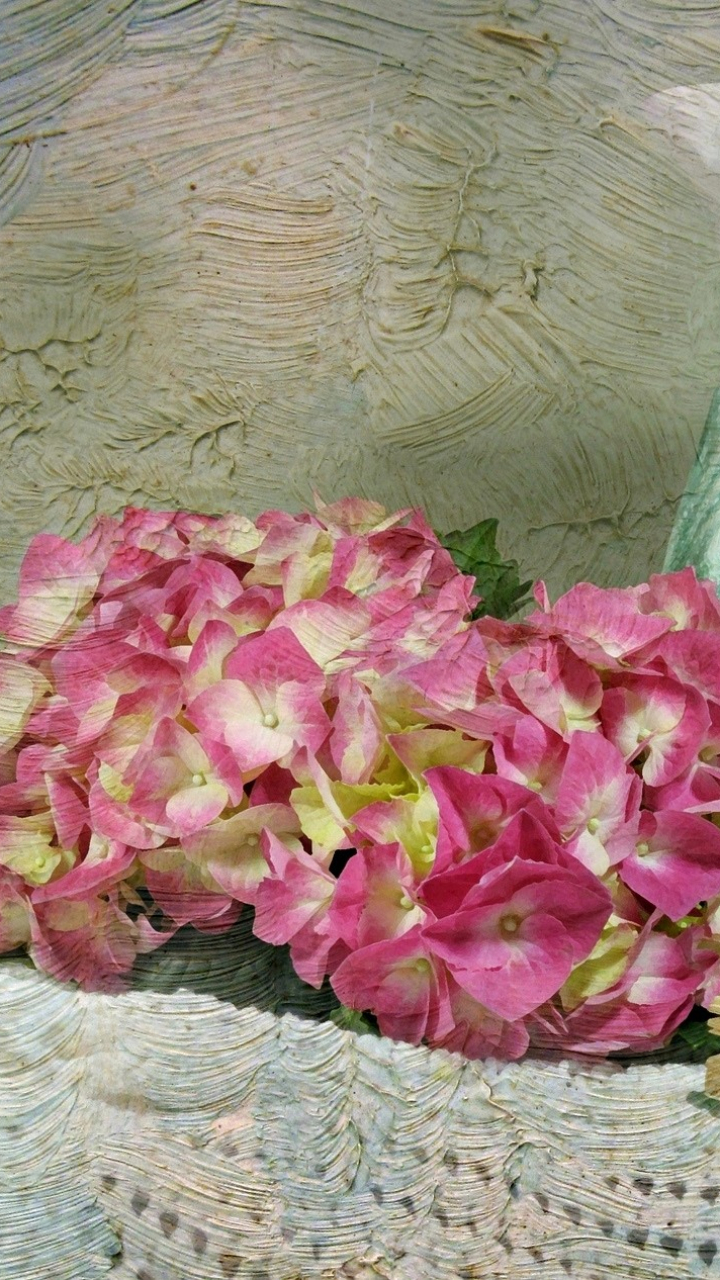 無料モバイル壁紙静物, 花, あじさい, 写真撮影, ピンクの花をダウンロードします。