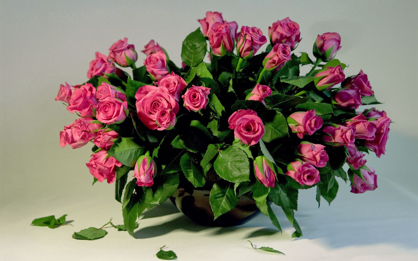 88829 télécharger l'image vase, fleurs, roses, feuilles, parcelle, beaucoup - fonds d'écran et économiseurs d'écran gratuits