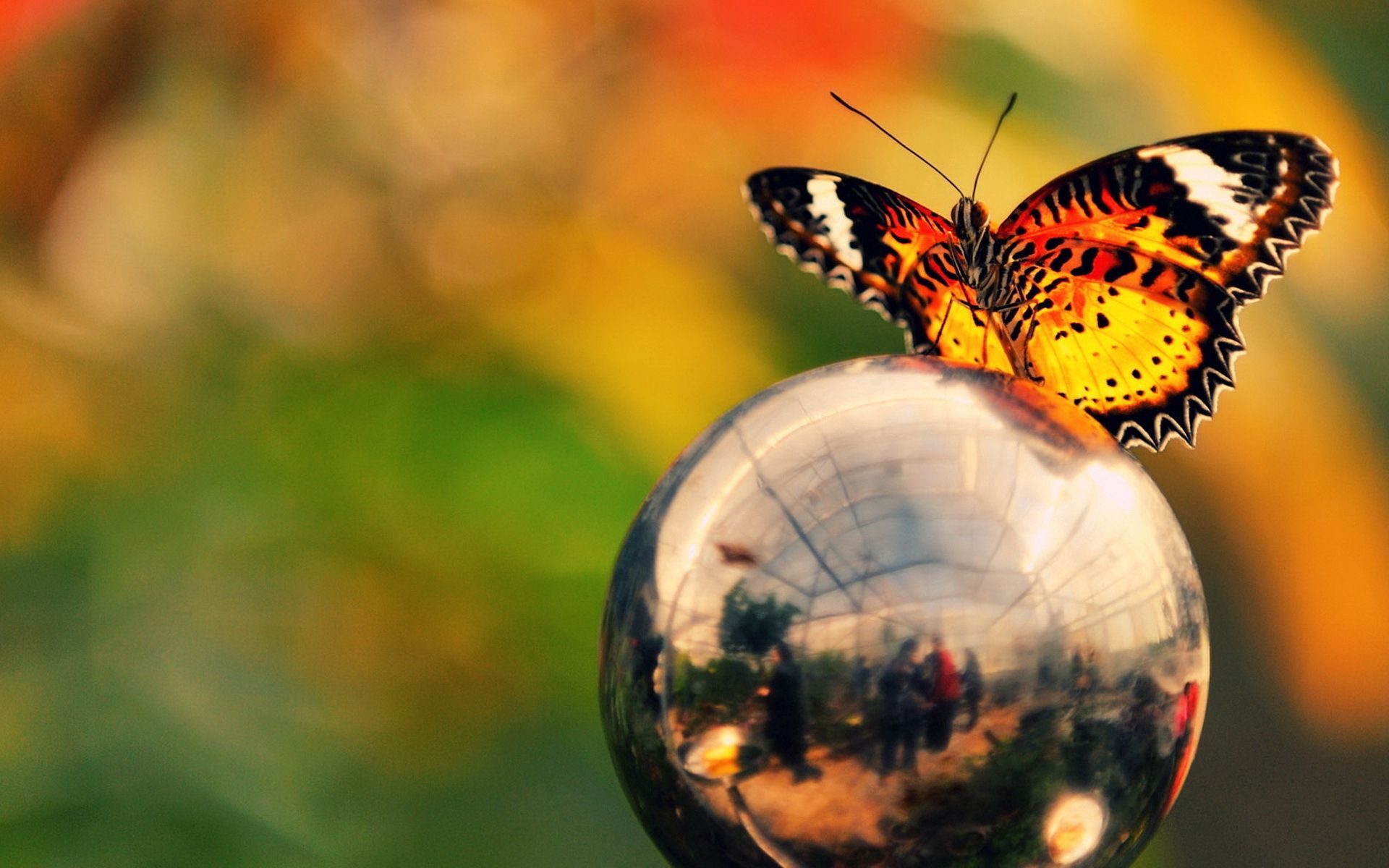 Download mobile wallpaper Macro, Glare, Ball, Wings, Butterfly, Metal for free.