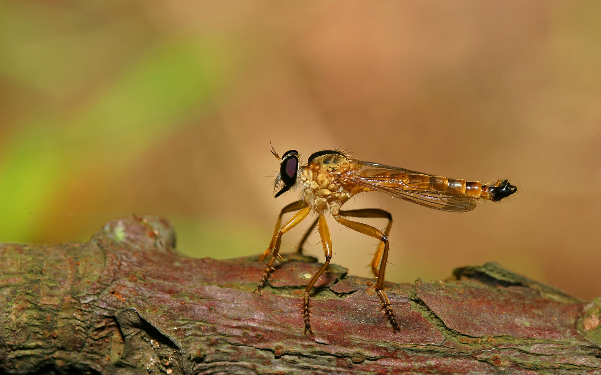animal, insect, mosquito HD wallpaper