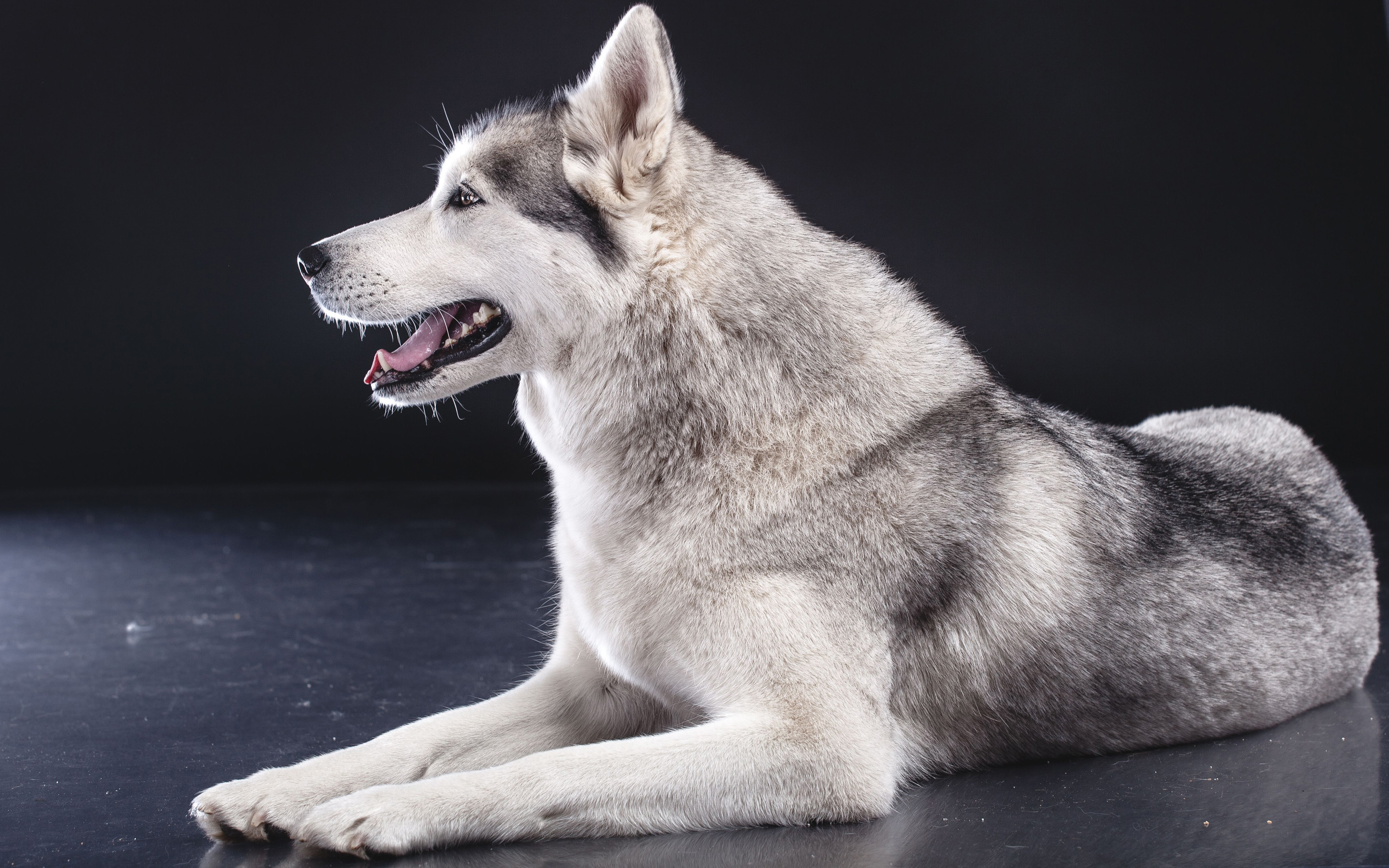 305780 baixar papel de parede animais, husky siberiano, cães - protetores de tela e imagens gratuitamente