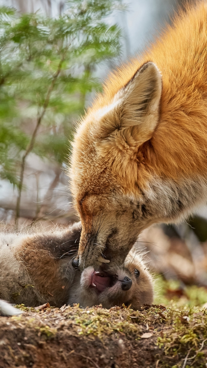 Download mobile wallpaper Fox, Animal, Baby Animal, Cub for free.