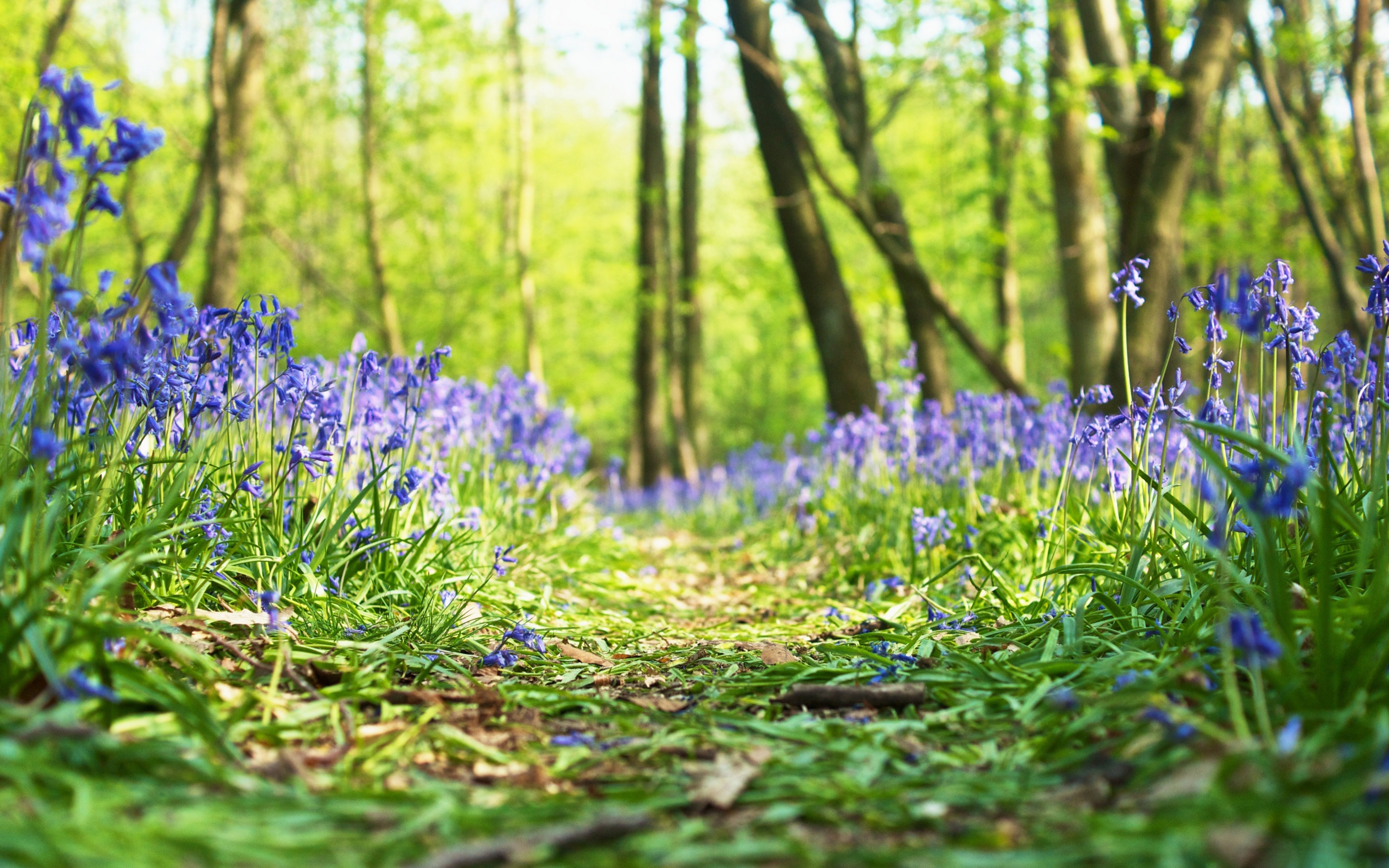 Free download wallpaper Flowers, Flower, Forest, Earth, Spring, Blue Flower on your PC desktop