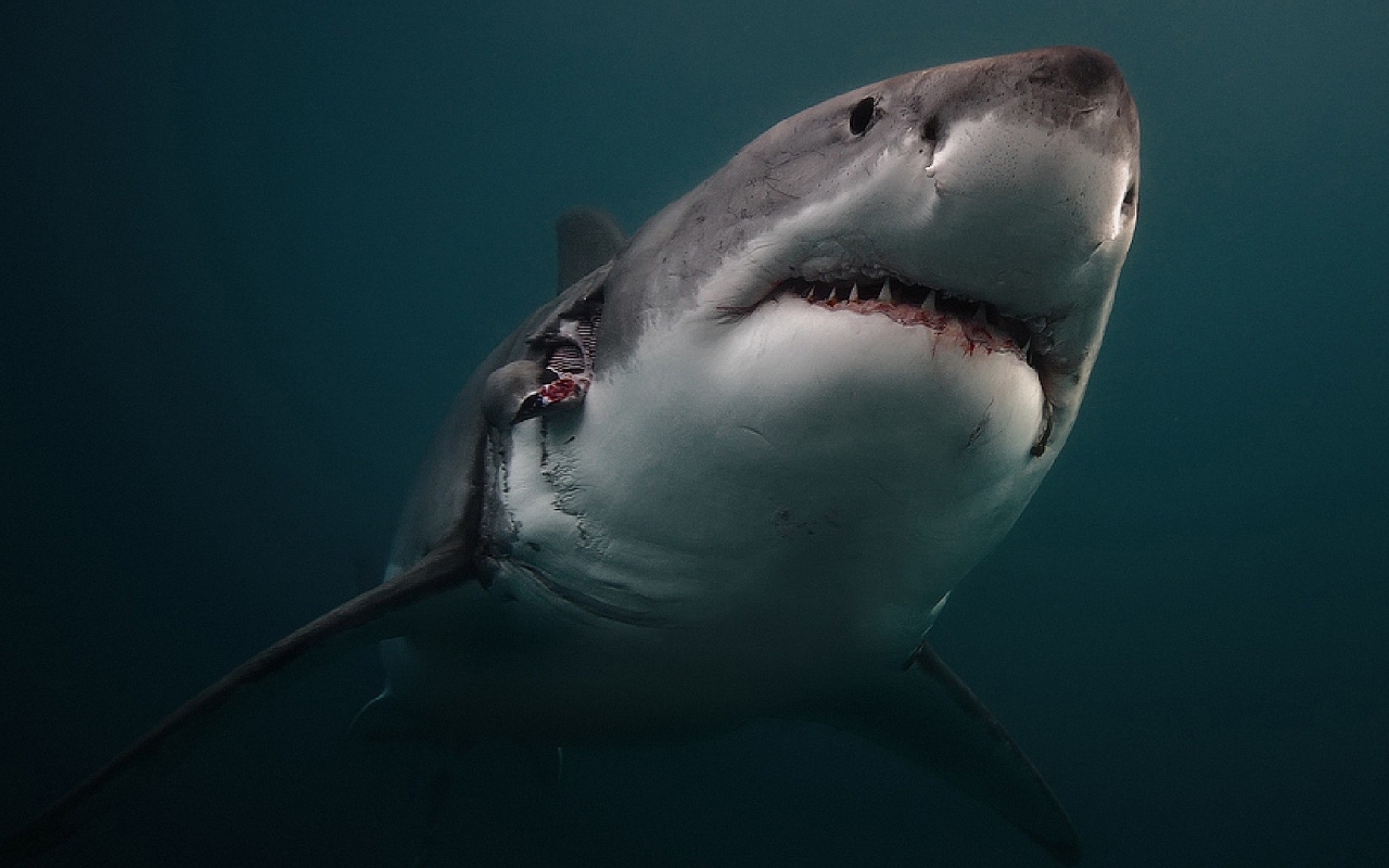 Téléchargez des papiers peints mobile Animaux, Requin gratuitement.