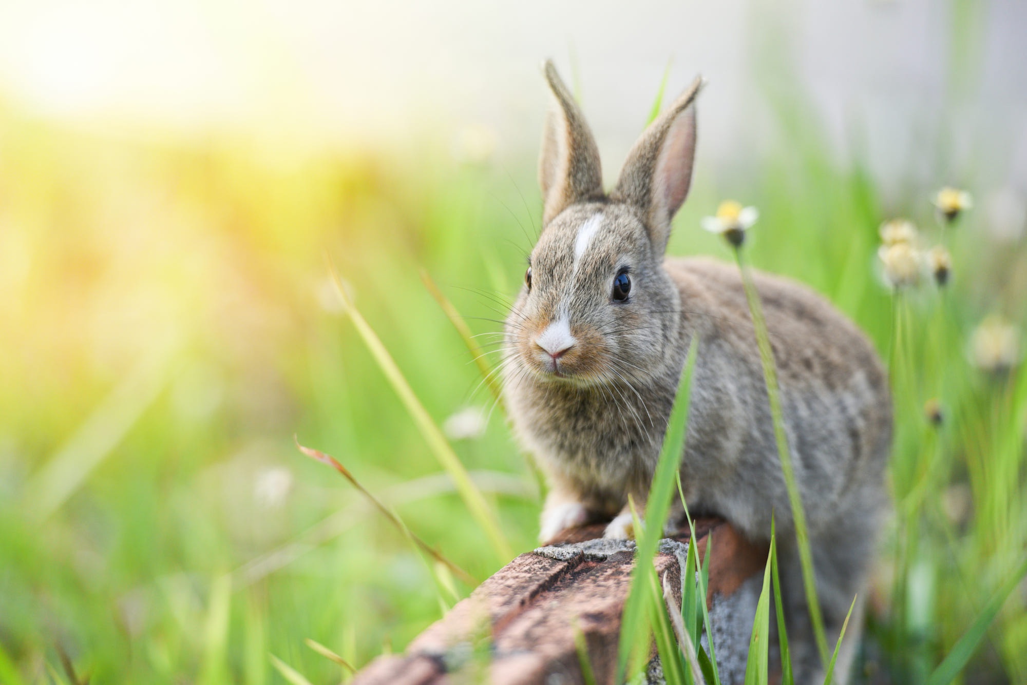 Handy-Wallpaper Tiere, Hase kostenlos herunterladen.