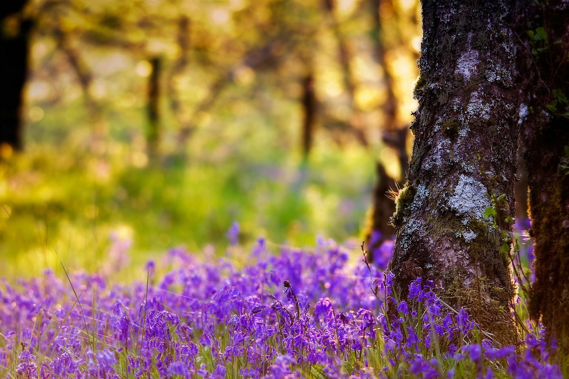 summer, nature, flowers, wood, tree, trunk desktop HD wallpaper
