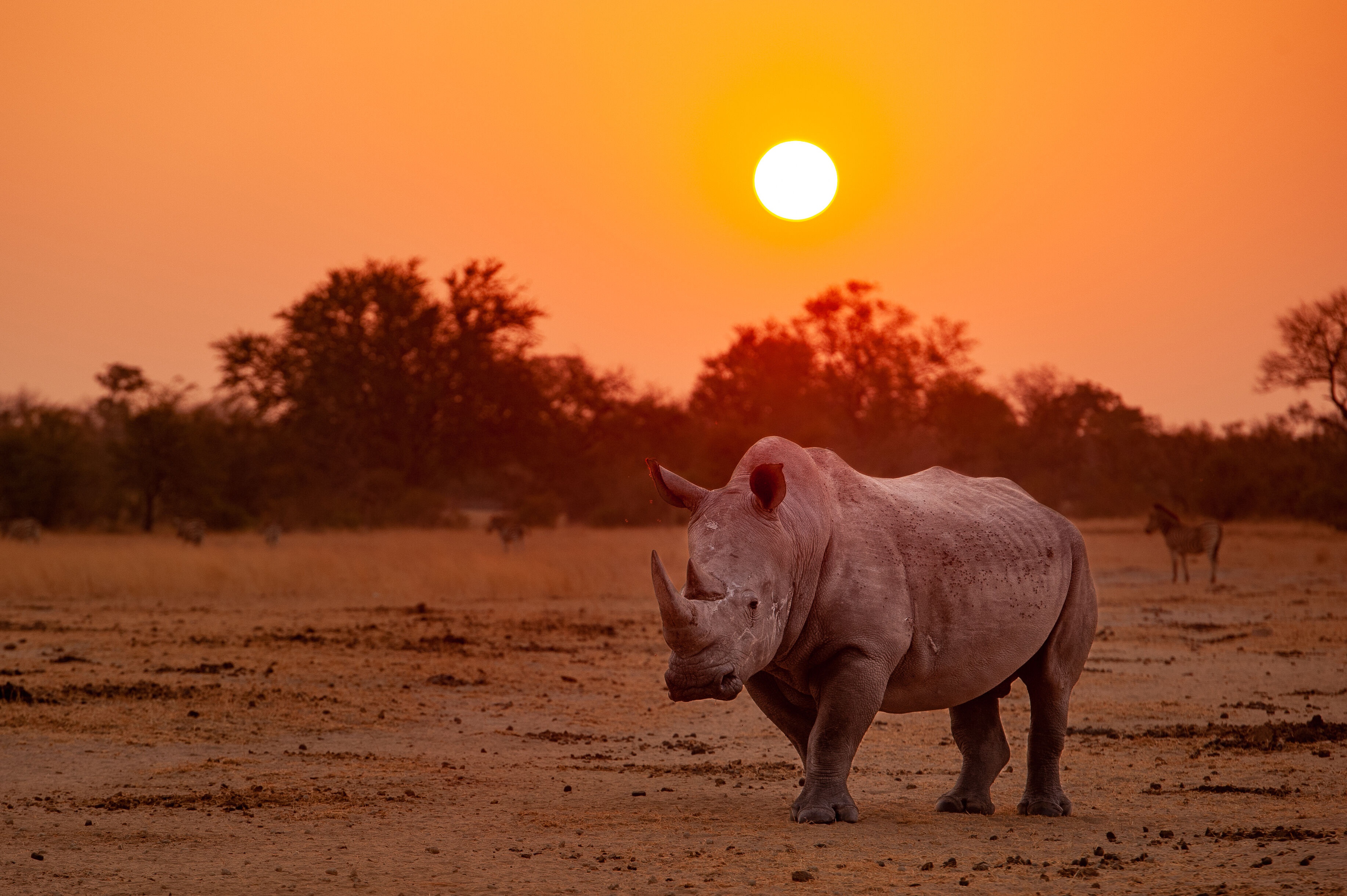 Baixar papel de parede para celular de Animais, Pôr Do Sol, Rinoceronte gratuito.