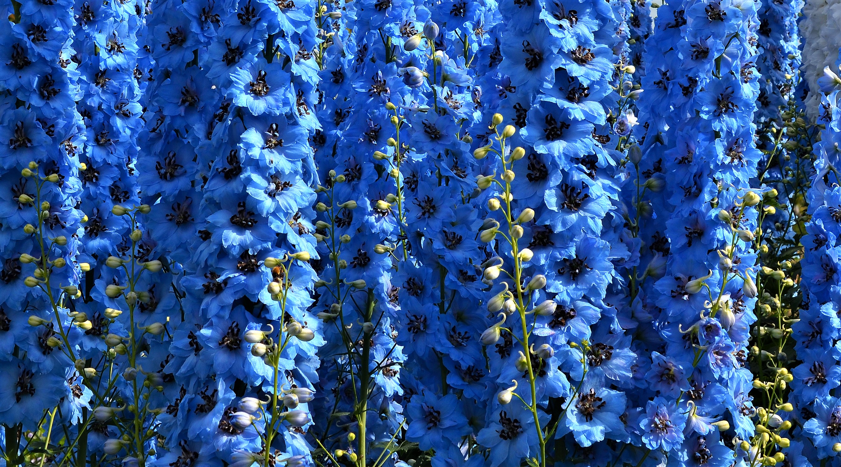 Descarga gratuita de fondo de pantalla para móvil de Flores, Flor, Tierra/naturaleza, Flor Azul.