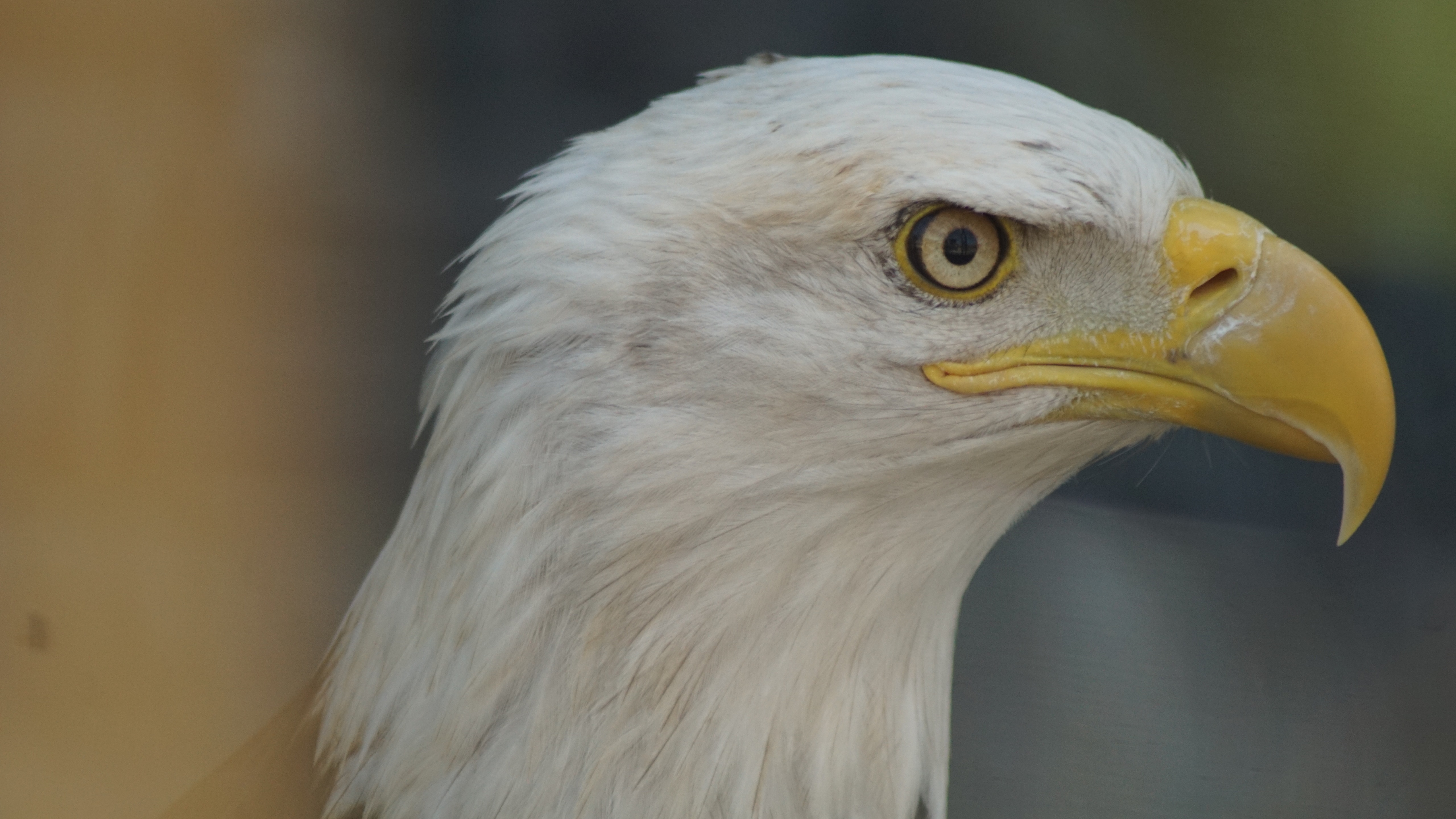 Download mobile wallpaper Birds, Animal, Eagle, Bald Eagle for free.