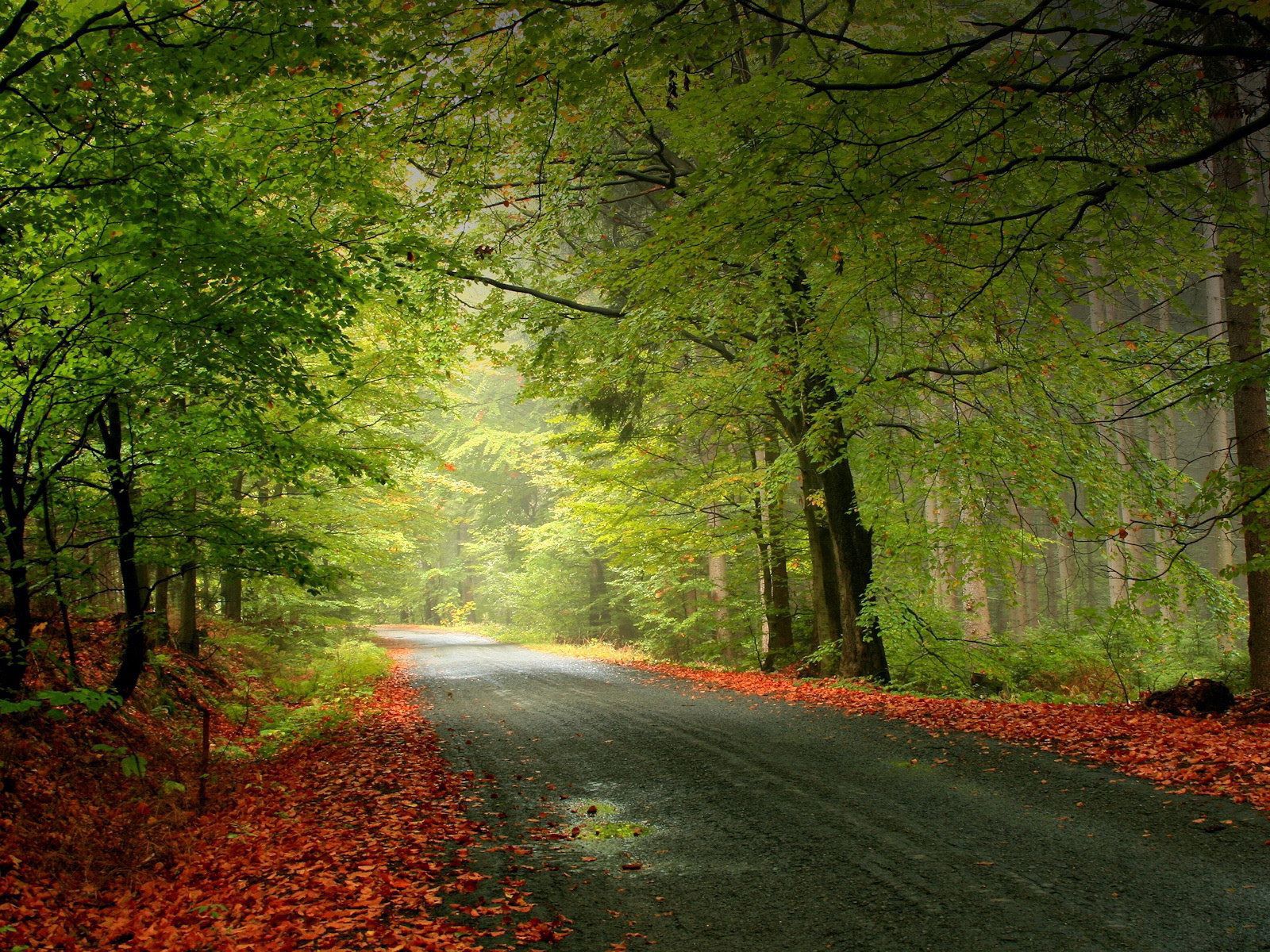 Free download wallpaper Nature, Trees, Road, Fallen, Foliage on your PC desktop