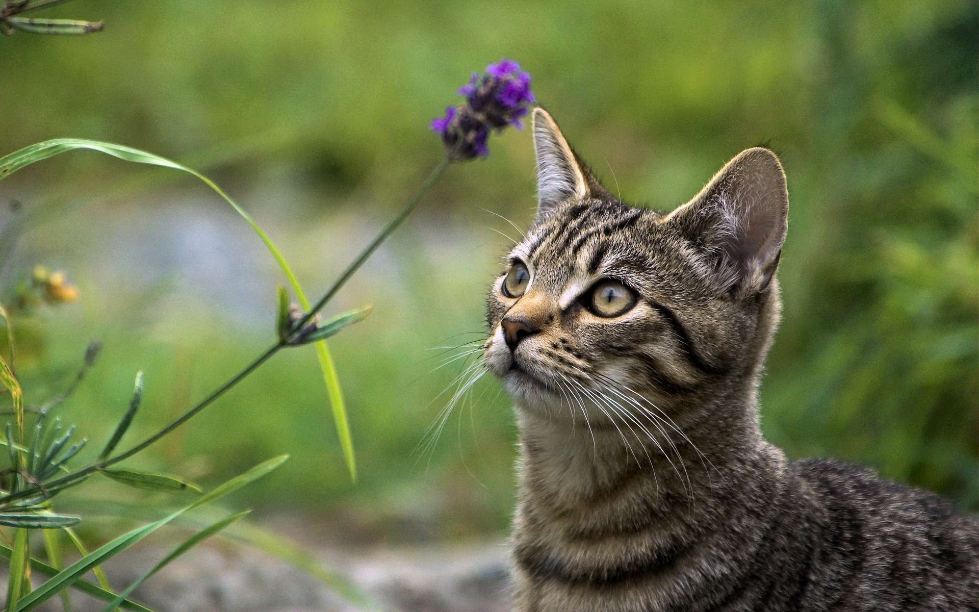 PCデスクトップに動物, ネコ, 猫画像を無料でダウンロード