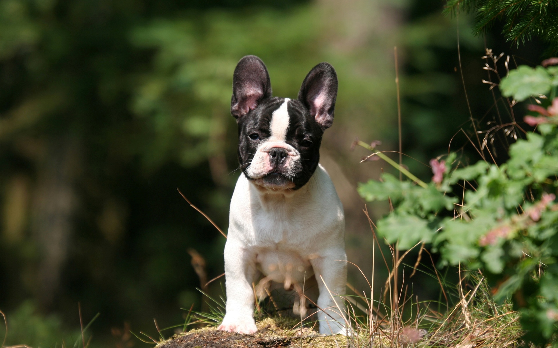 318242 descargar imagen animales, bulldog francés, perros: fondos de pantalla y protectores de pantalla gratis