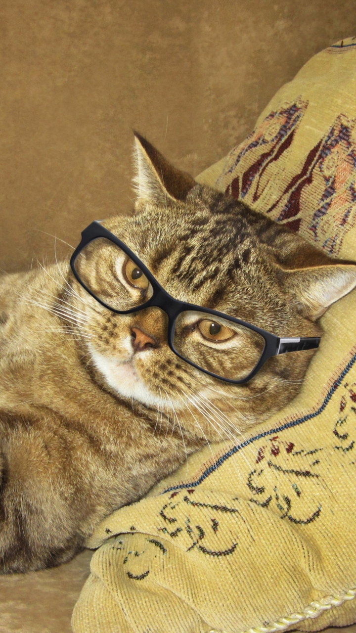 Download mobile wallpaper Cats, Cat, Glasses, Humor for free.