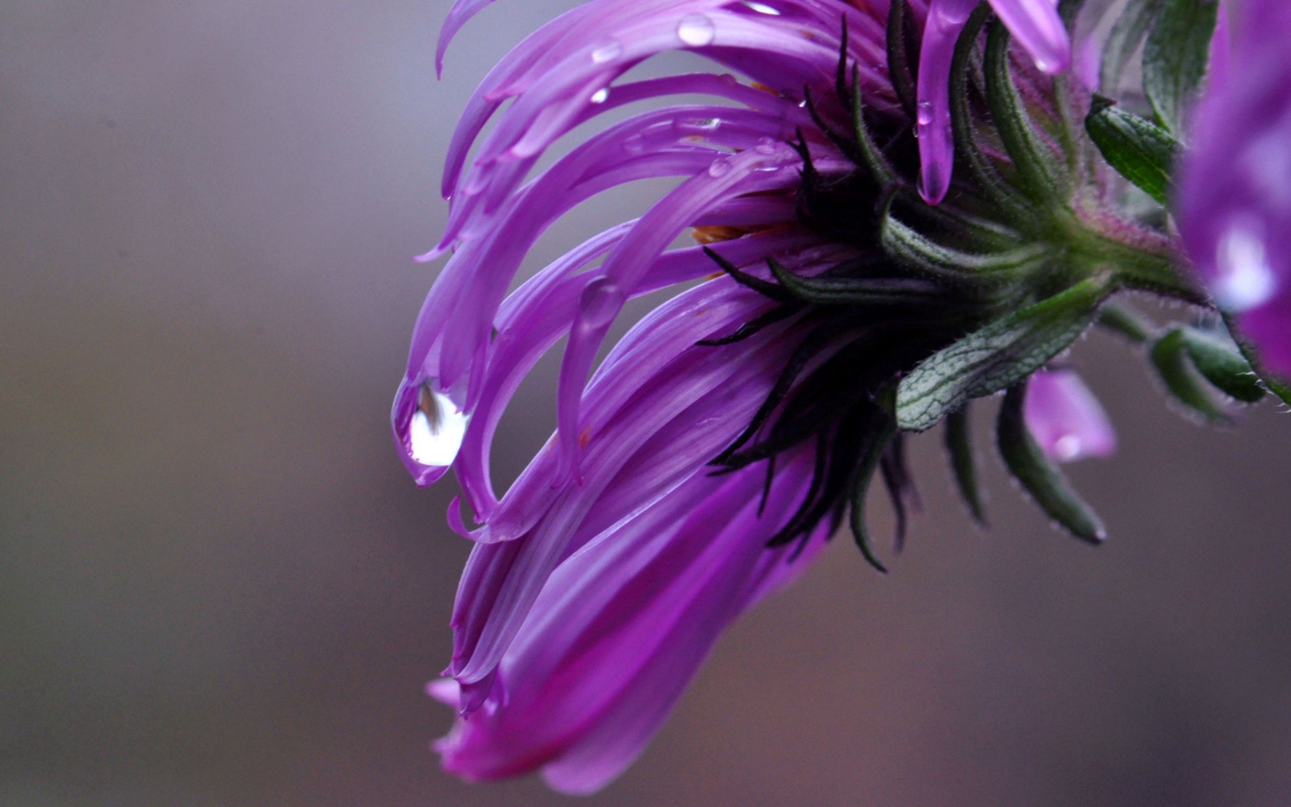 Download mobile wallpaper Flower, Macro, Lilac, Drops for free.