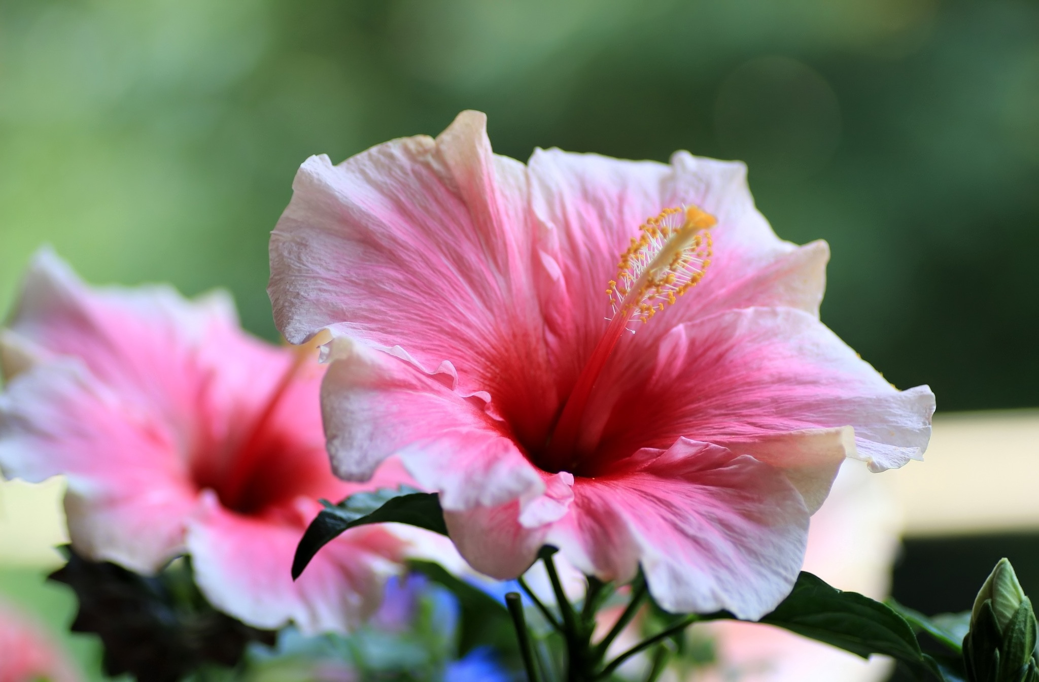 Descarga gratis la imagen Flores, Hibisco, Tierra/naturaleza en el escritorio de tu PC