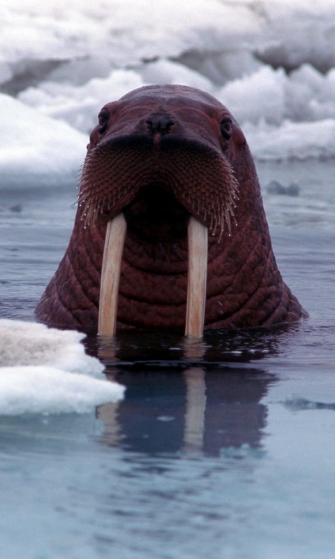 animal, walrus