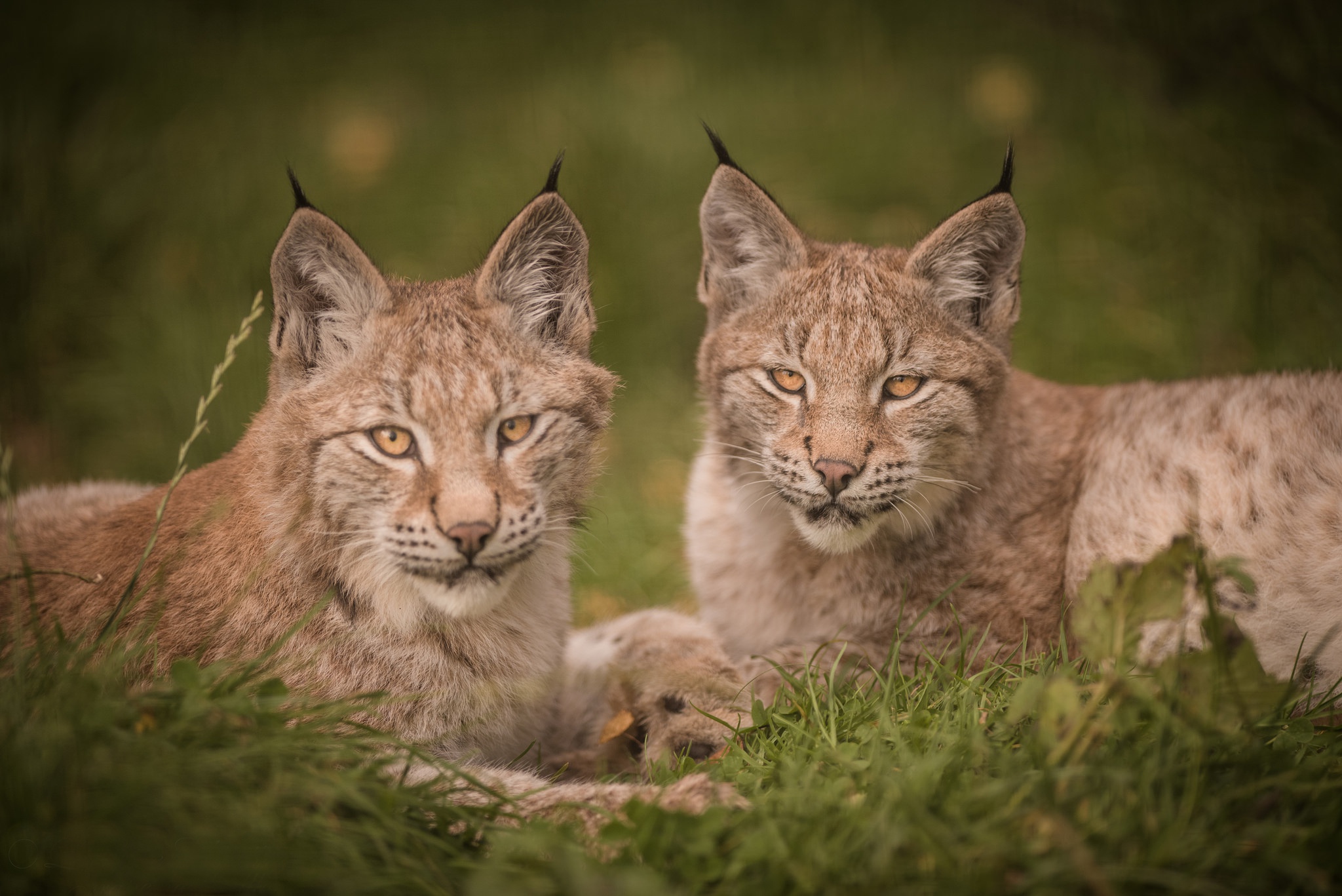 Download mobile wallpaper Cats, Animal, Lynx for free.