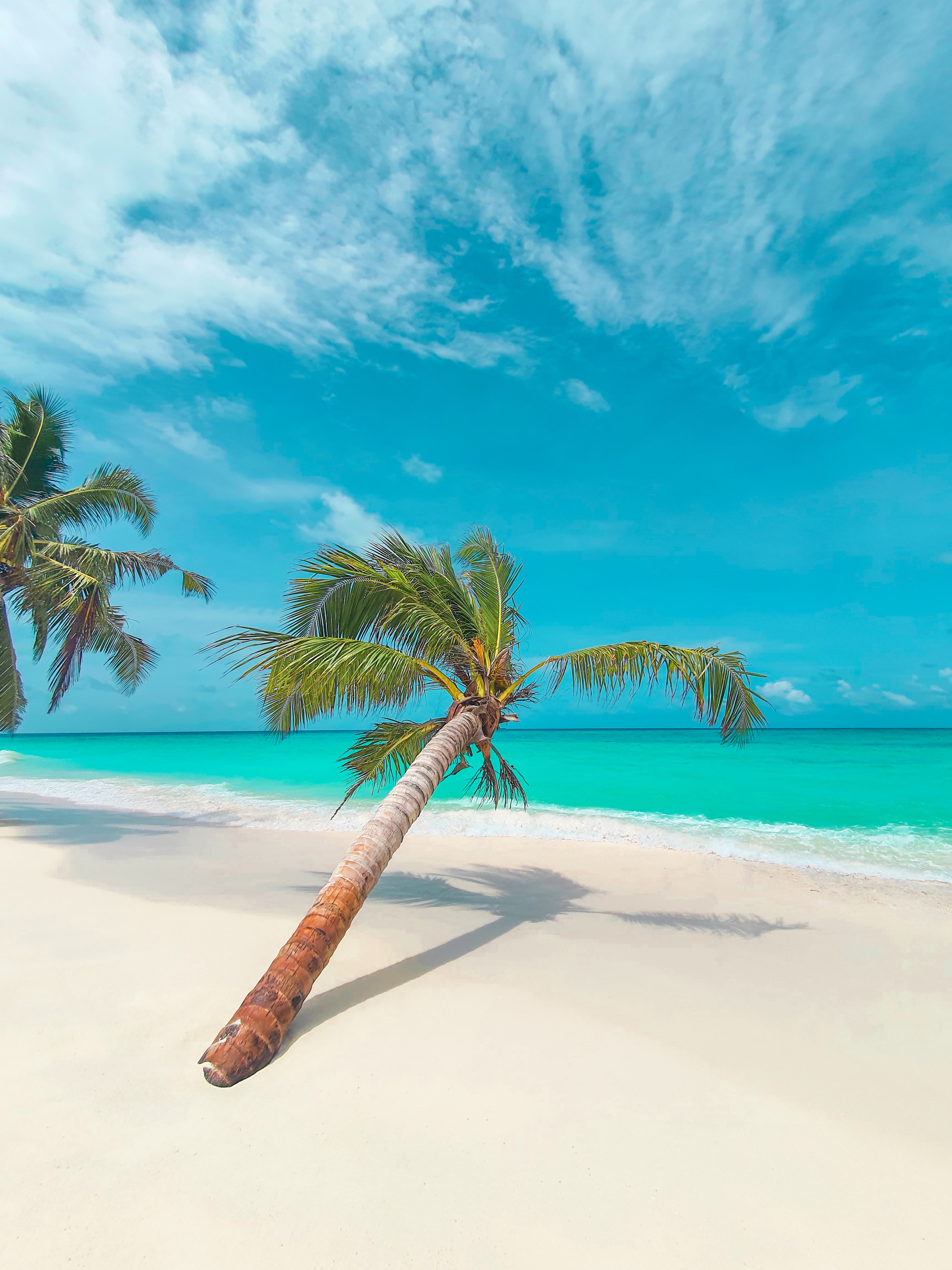 beach, palm, nature, leaves, coast, tropical HD wallpaper