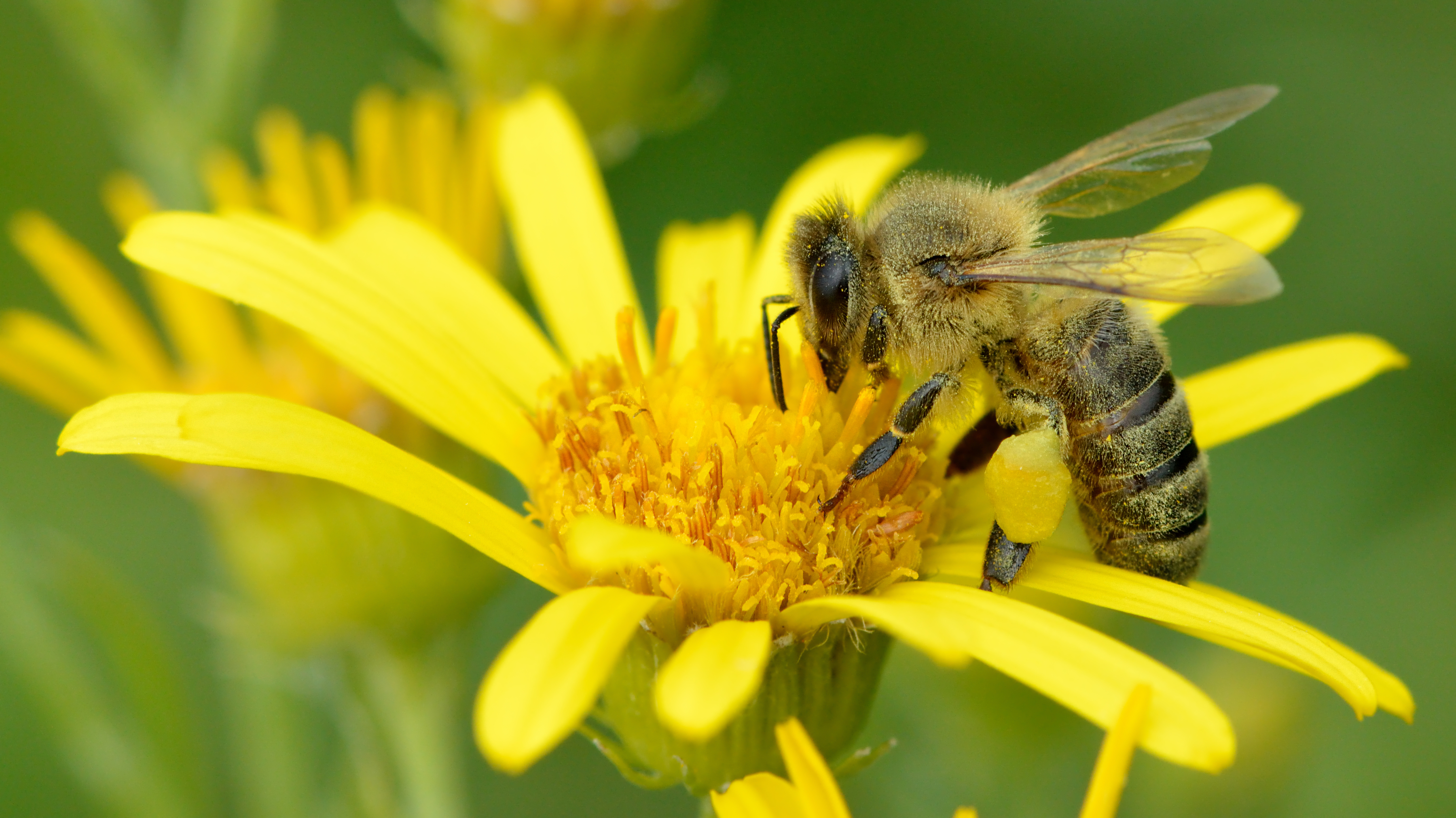 Скачати мобільні шпалери Комахи, Квітка, Бджола, Тварина, Медоносна Бджола безкоштовно.