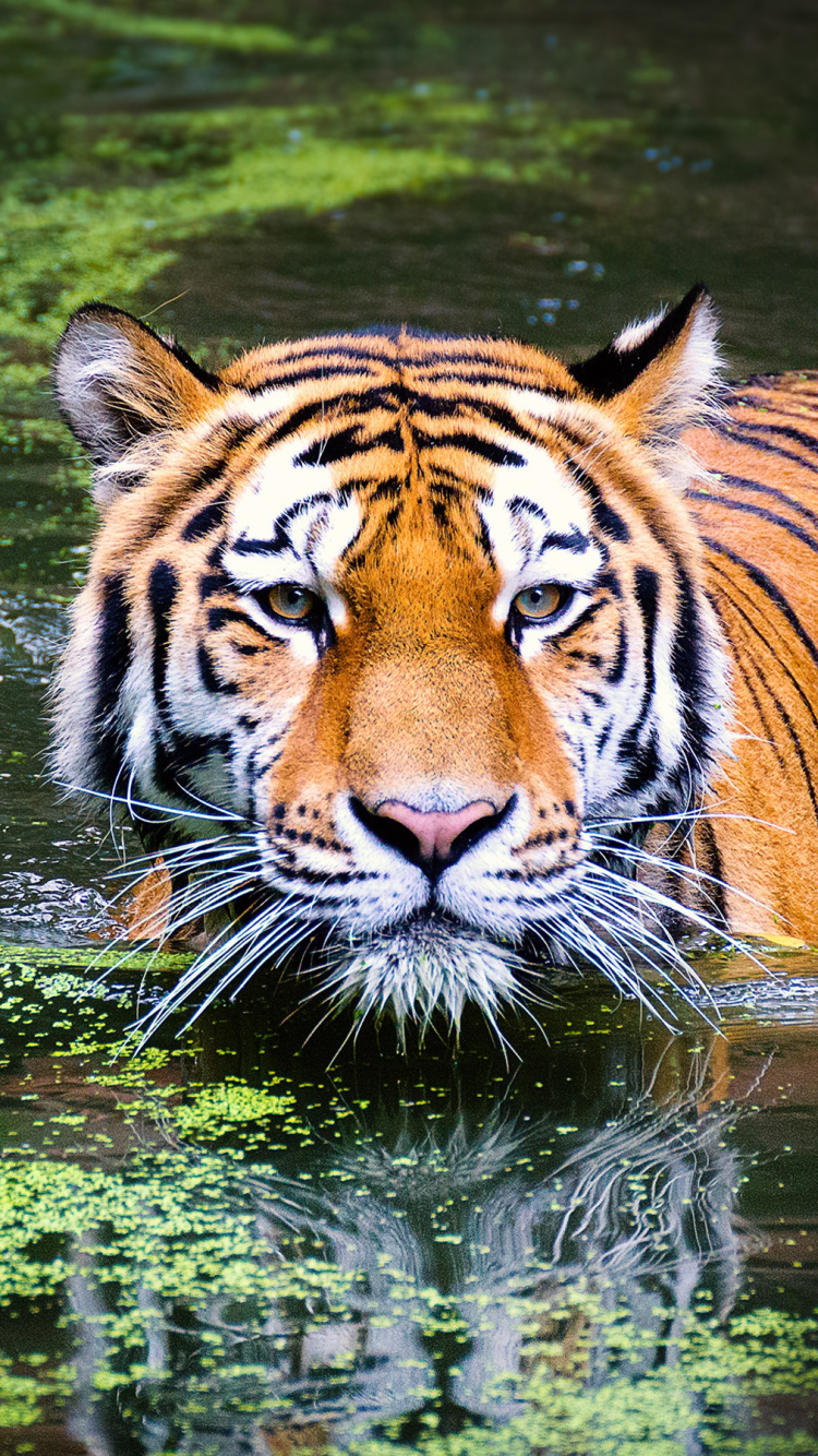 Download mobile wallpaper Cats, Water, Reflection, Tiger, Animal for free.