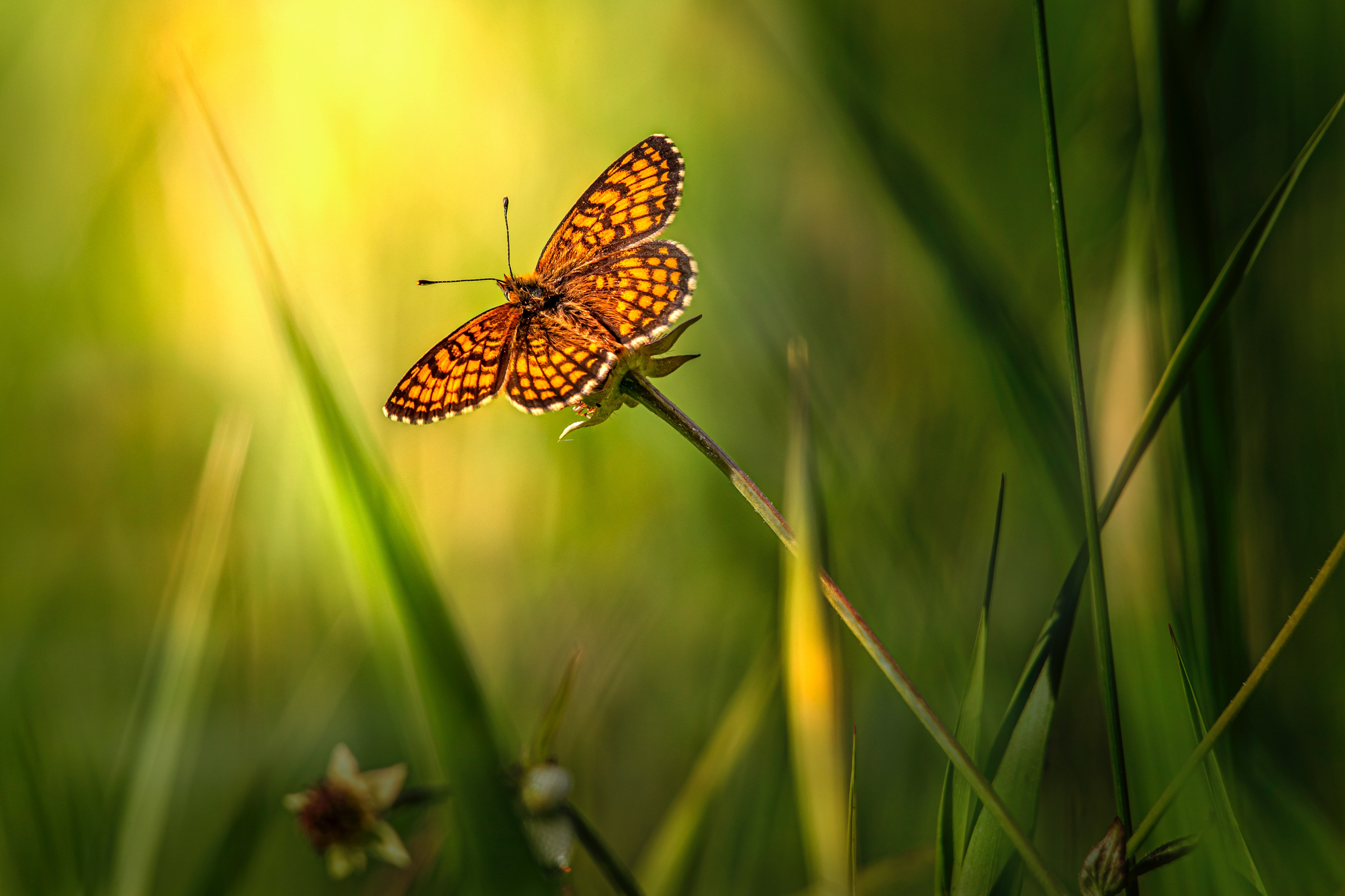 Téléchargez gratuitement l'image Herbe, Marron, Insecte, Papillon, Macro sur le bureau de votre PC