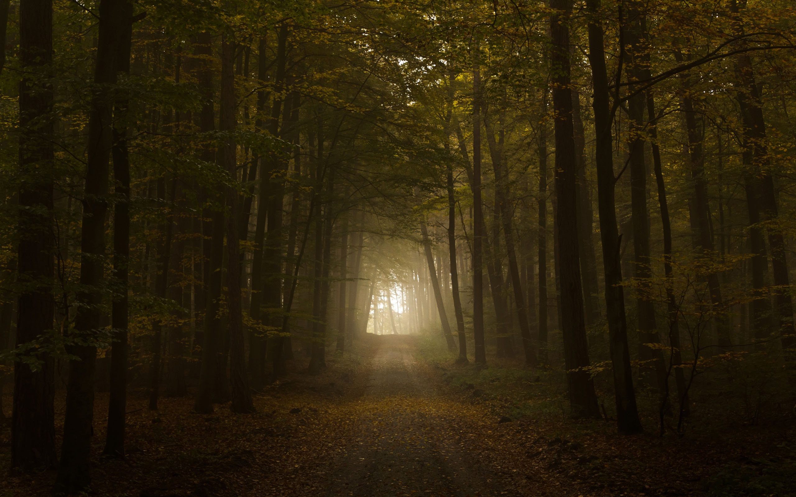 Handy-Wallpaper Wald, Erde/natur kostenlos herunterladen.