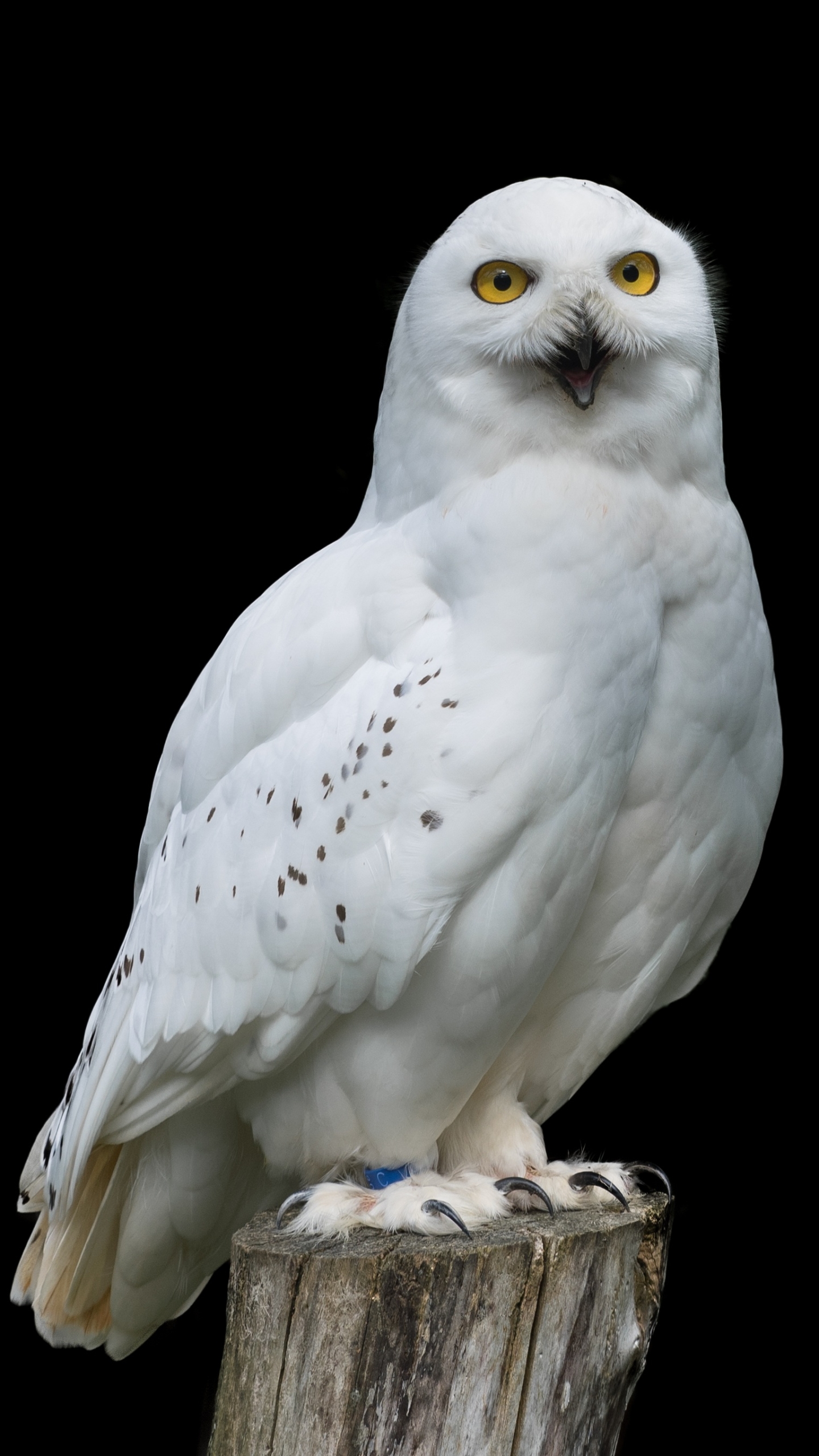 Download mobile wallpaper Birds, Owl, Bird, Animal, Portrait, Snowy Owl for free.