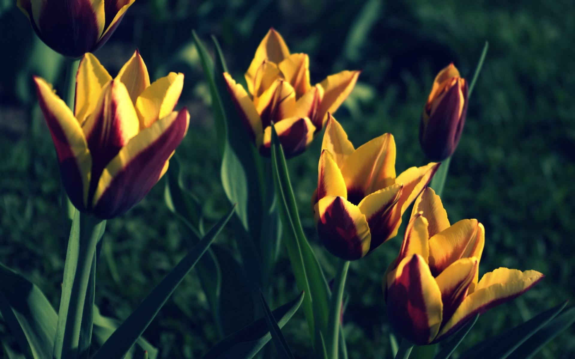 Free download wallpaper Flowers, Earth, Tulip on your PC desktop