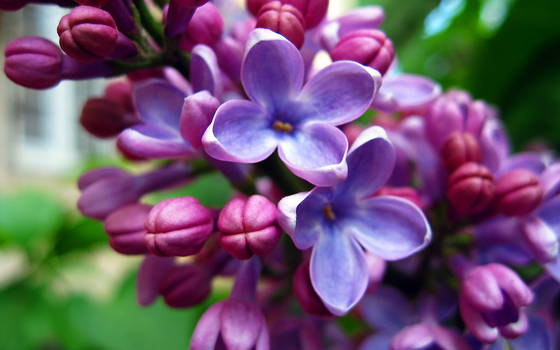 Handy-Wallpaper Blüte, Blumen, Erde/natur kostenlos herunterladen.