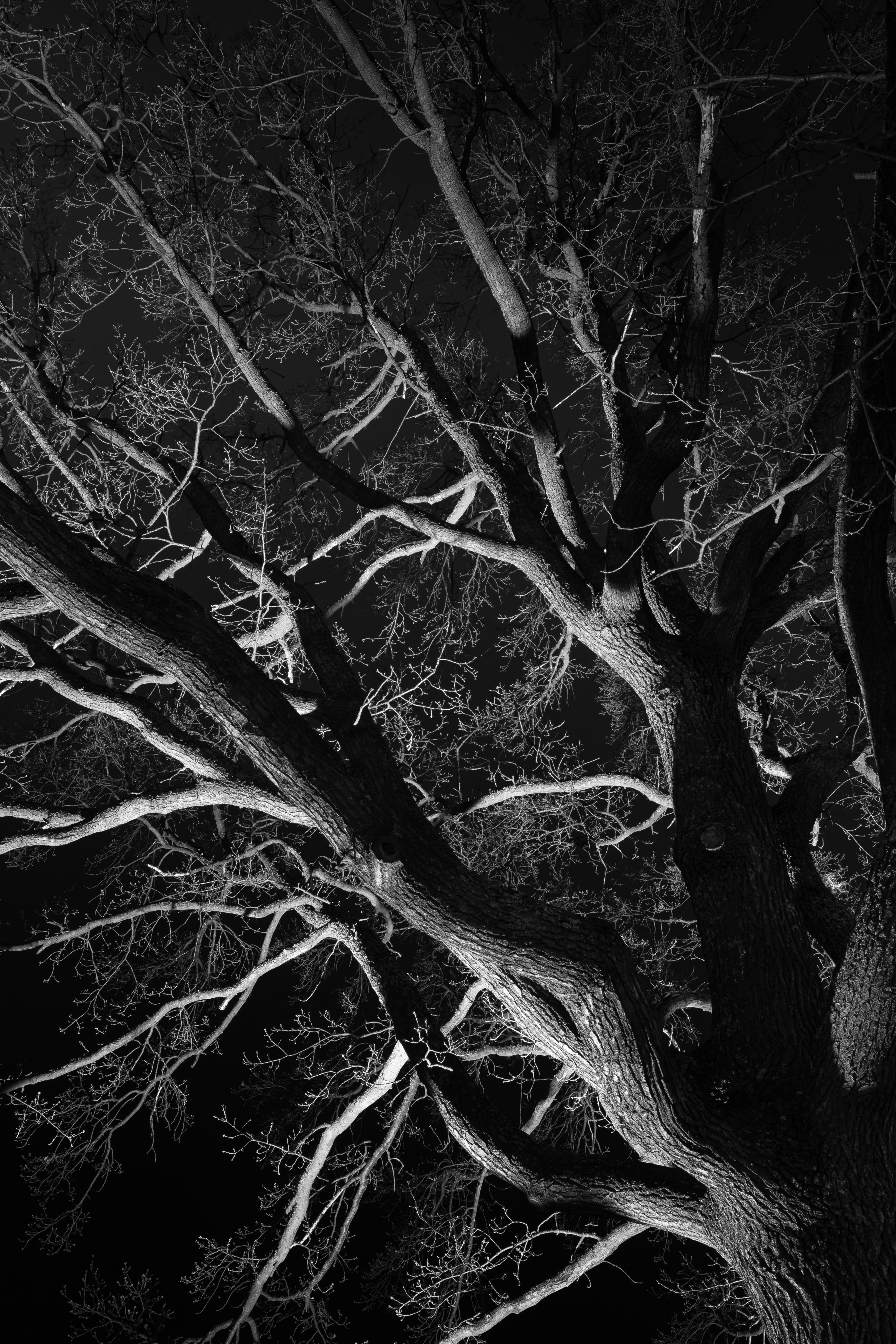 Download mobile wallpaper Trees, Branches, Chb, Bw, Nature, Night for free.