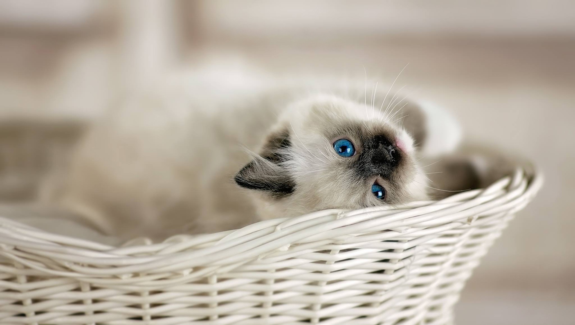 Free download wallpaper Cats, Cat, Animal, Basket, Blue Eyes on your PC desktop