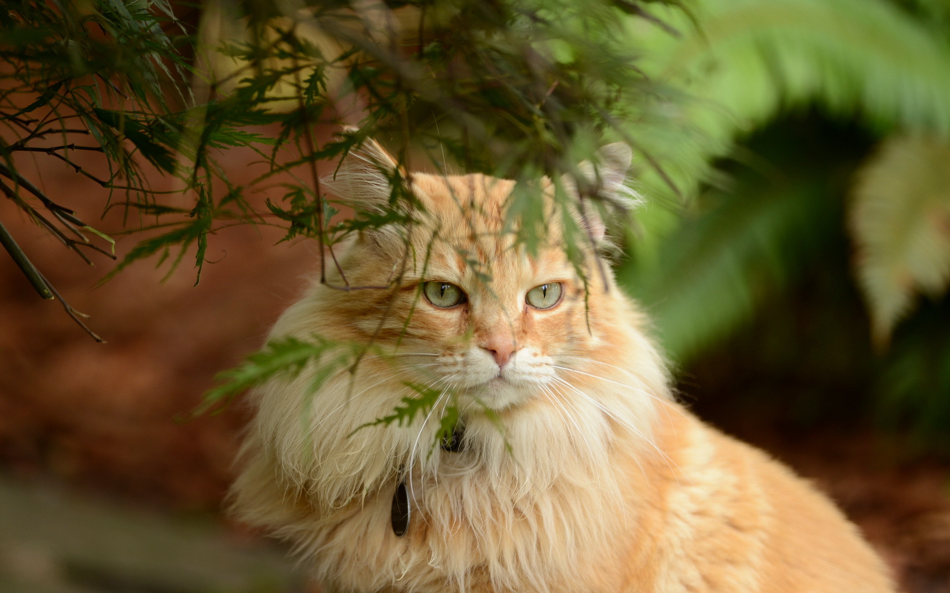 Baixar papel de parede para celular de Gato, Gatos, Animais gratuito.