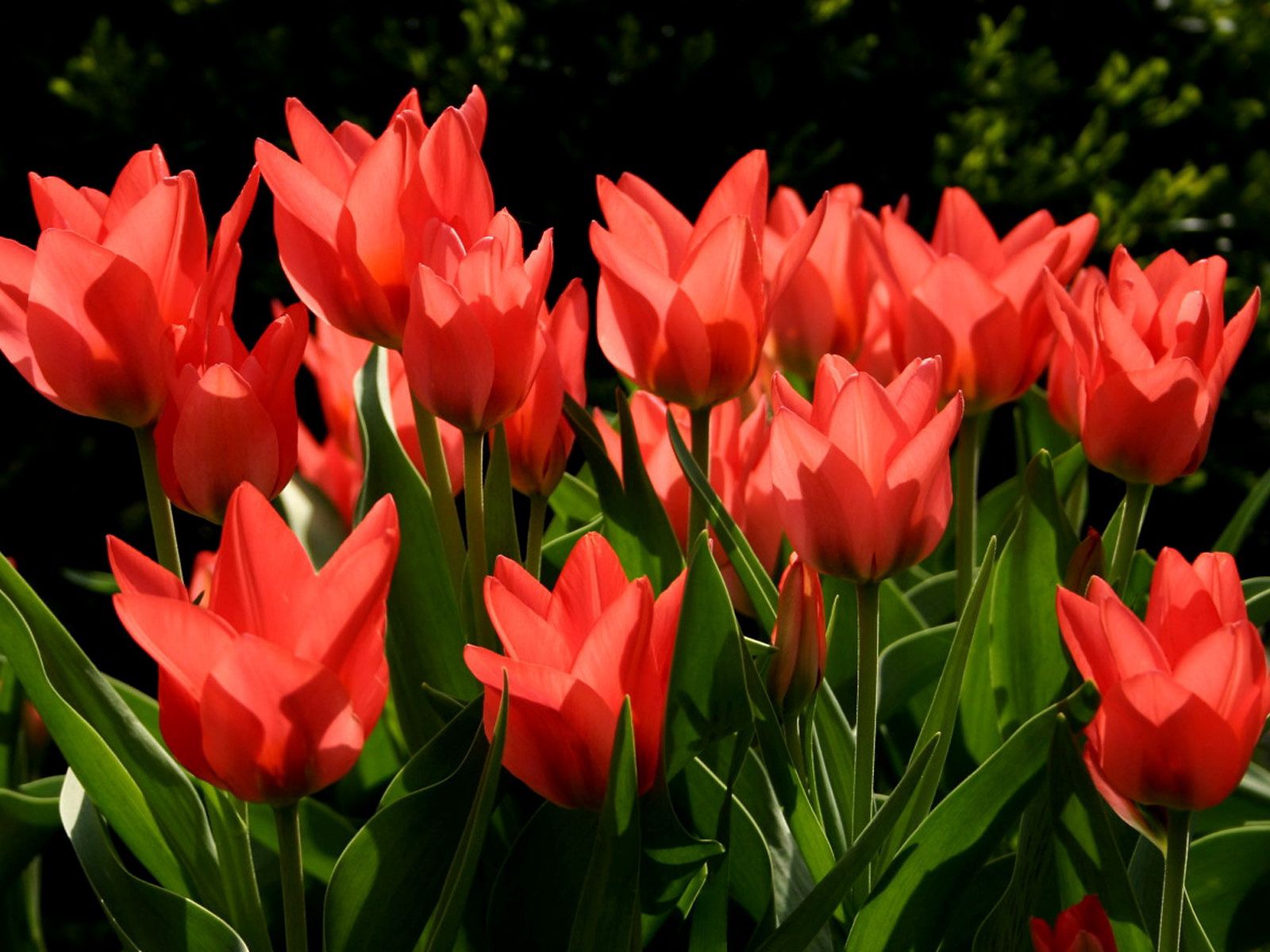 148403 baixar papel de parede flores, tulipas, vermelho, verdes, verdura, dissolvido, solto - protetores de tela e imagens gratuitamente