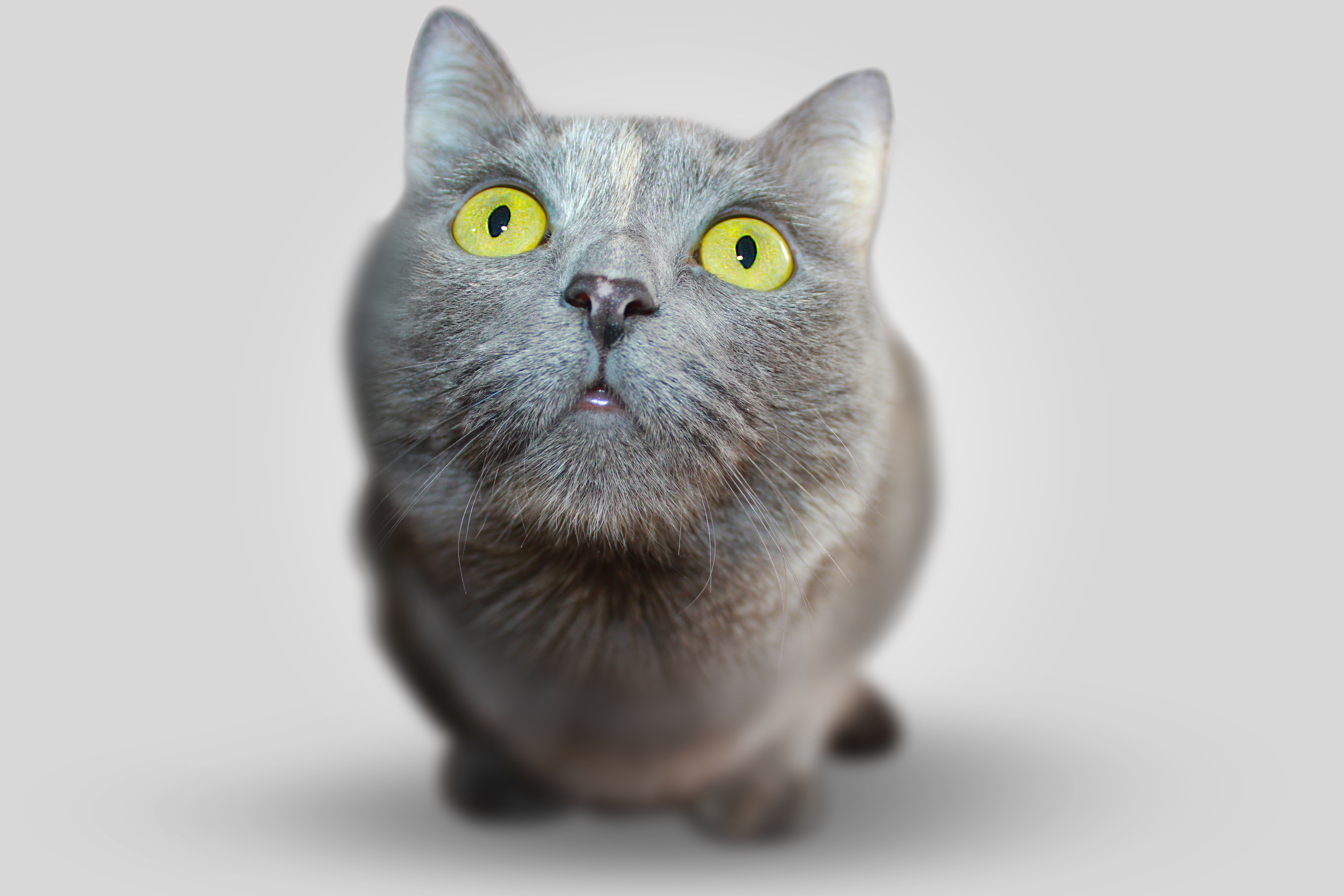 Baixe gratuitamente a imagem Animais, Gato, Focinho, Visão, Opinião na área de trabalho do seu PC