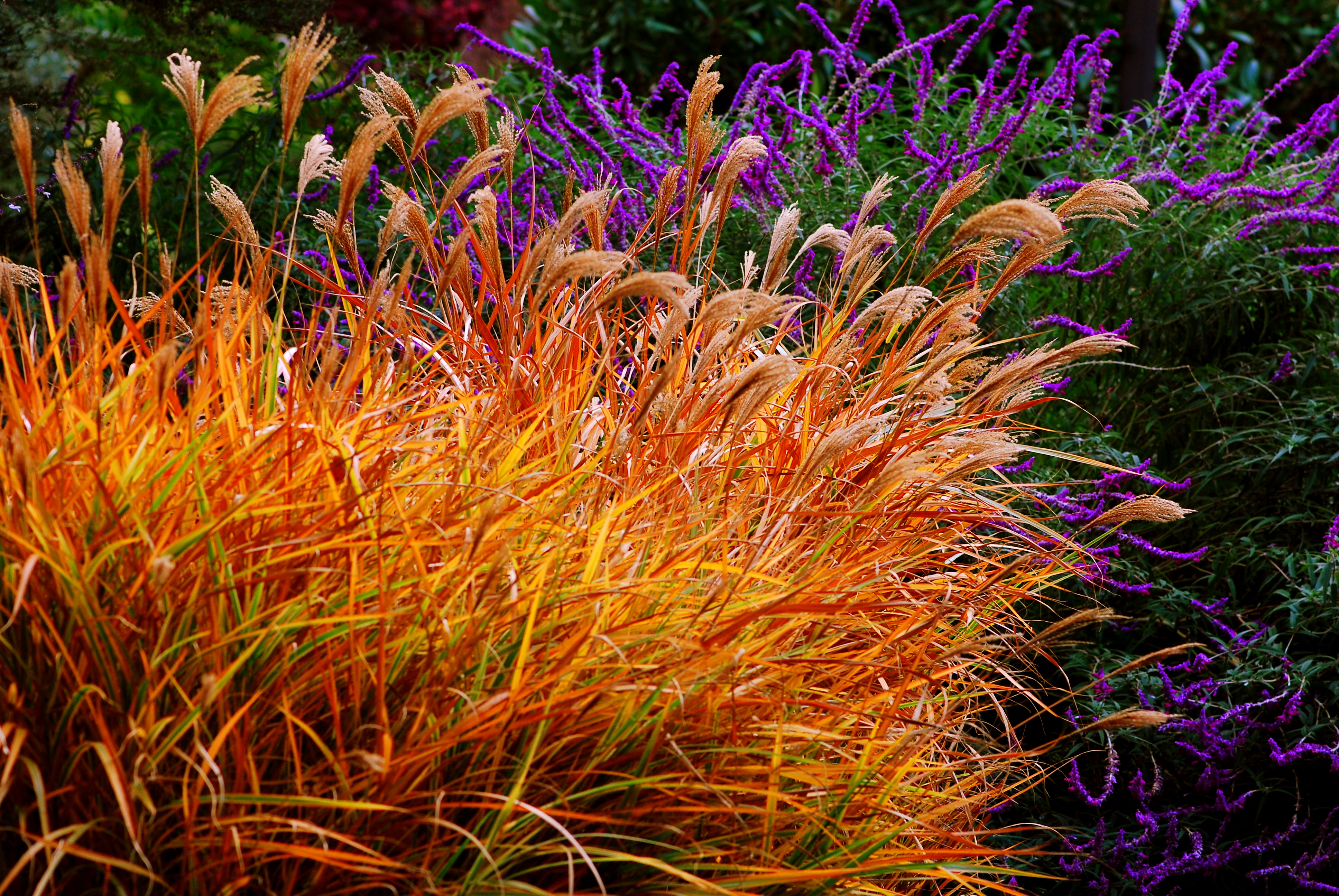 Baixe gratuitamente a imagem Flores, Flor, Terra/natureza na área de trabalho do seu PC