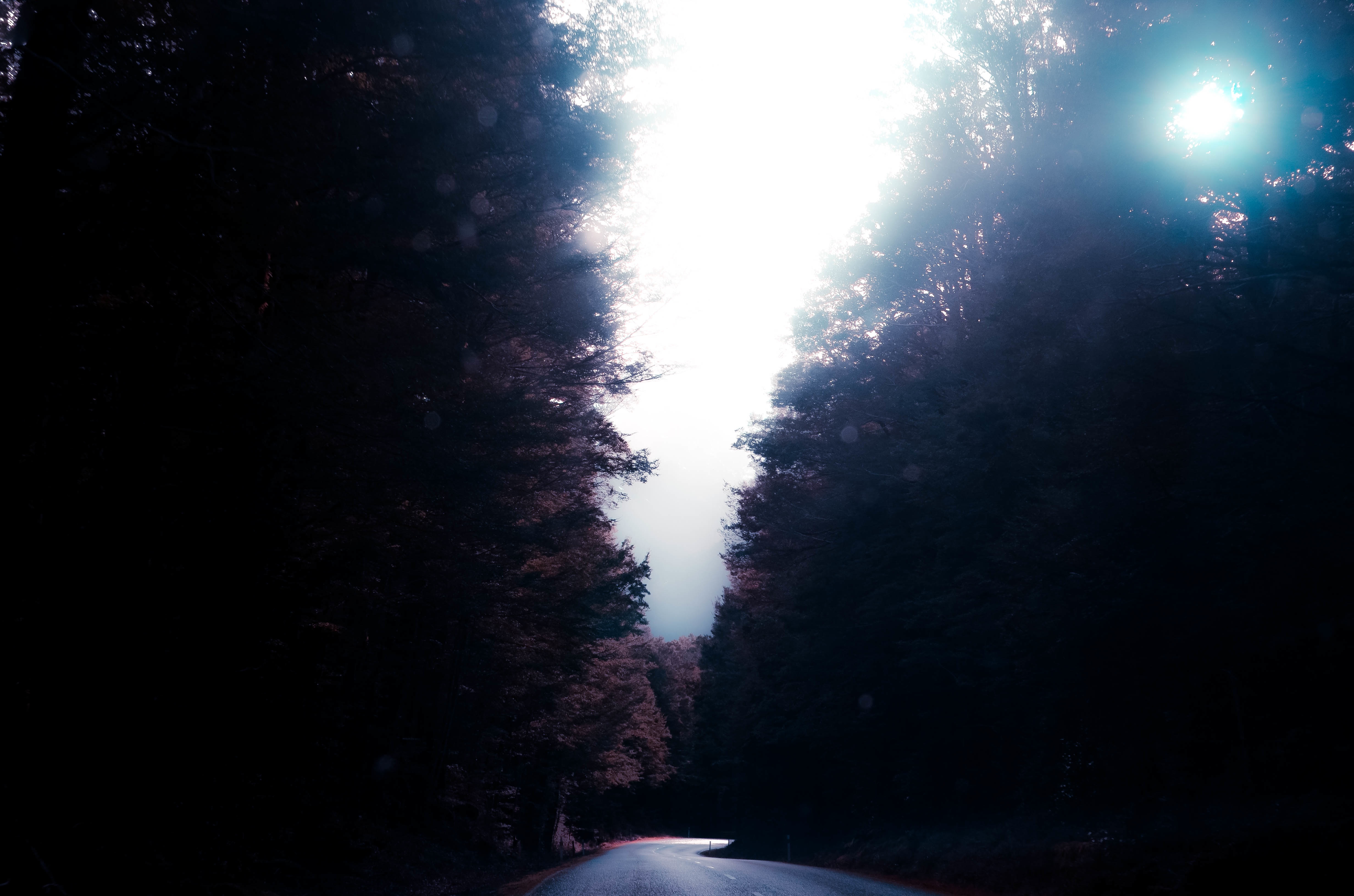 Download mobile wallpaper Nature, Turn, Trees, Road for free.