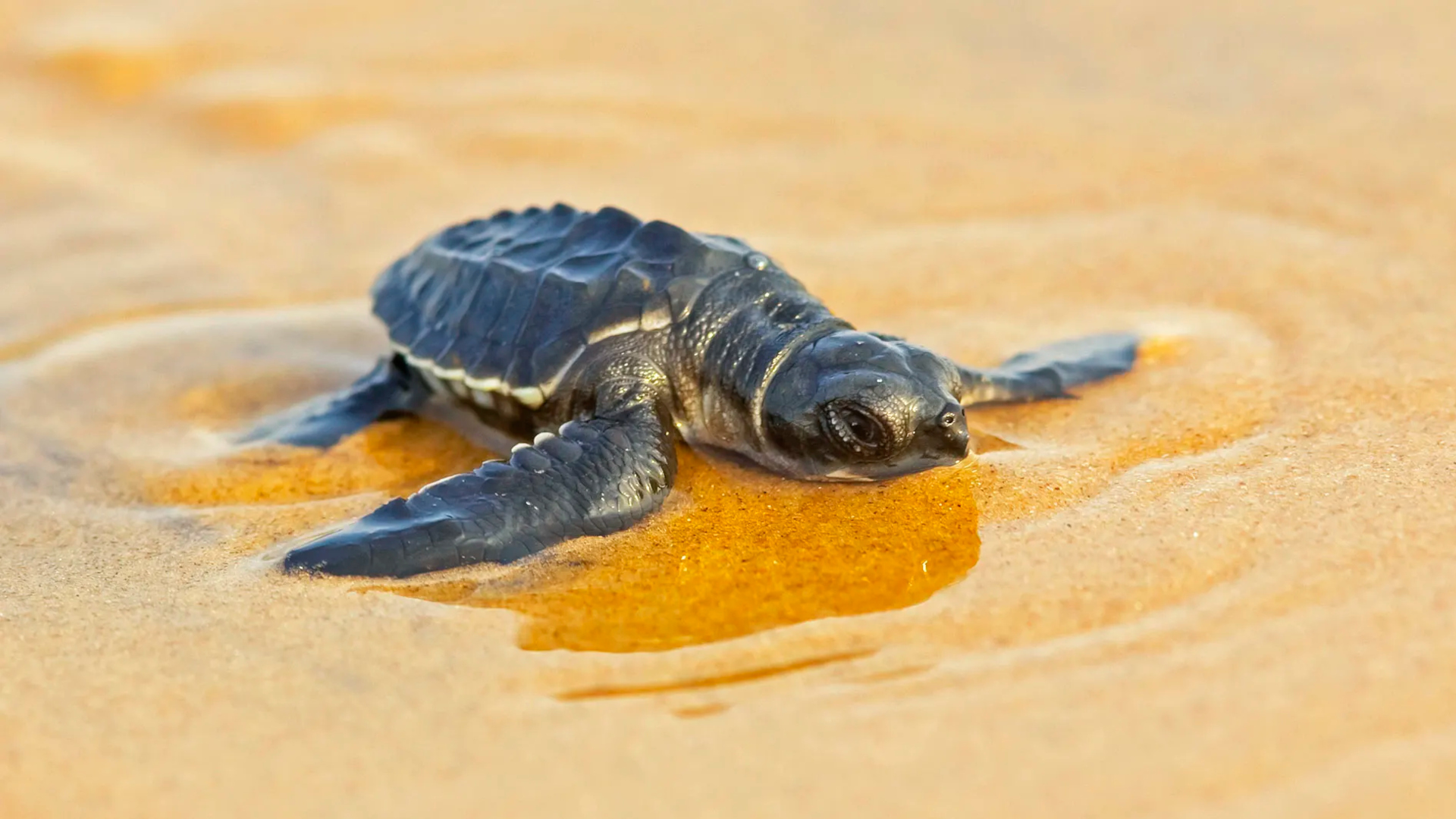 497400 скачать обои животные, морская черепаха, детеныш животного, пресмыкающееся, песок, черепахи - заставки и картинки бесплатно