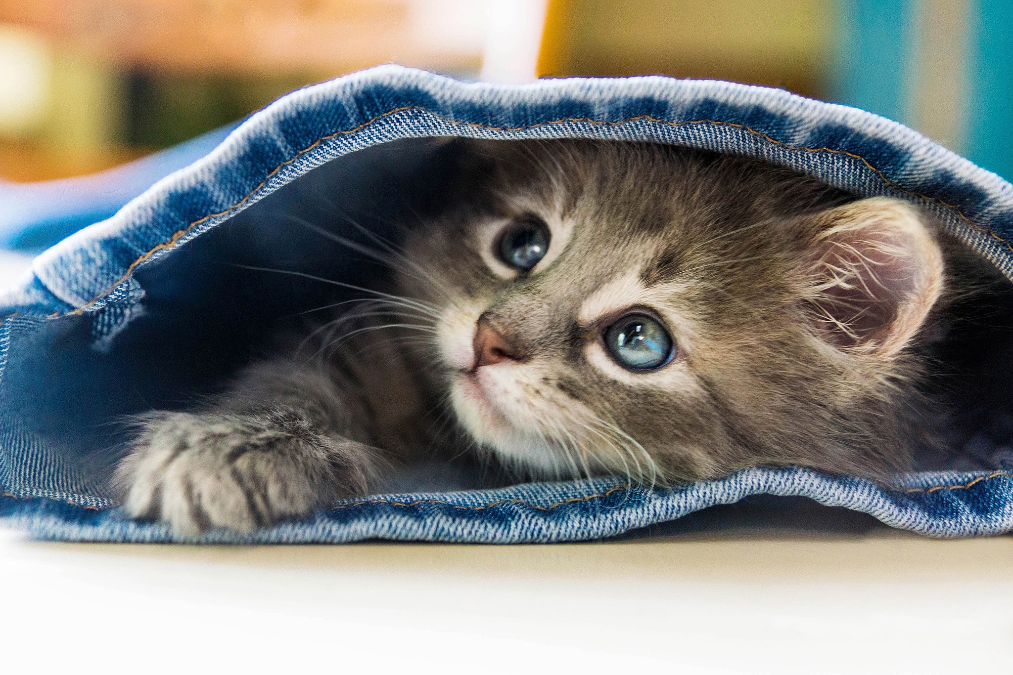 無料モバイル壁紙動物, ネコ, 猫, 子猫, 赤ちゃん動物をダウンロードします。